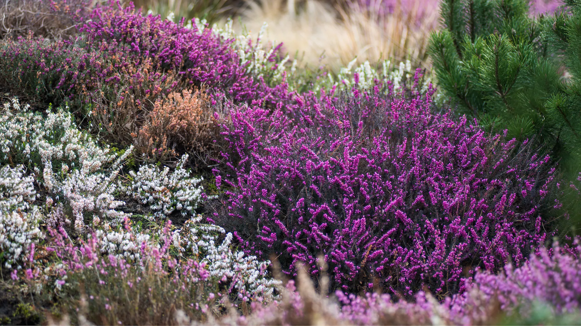 Ein Gartenbeet mit verschiedenen Heidekrautarten.