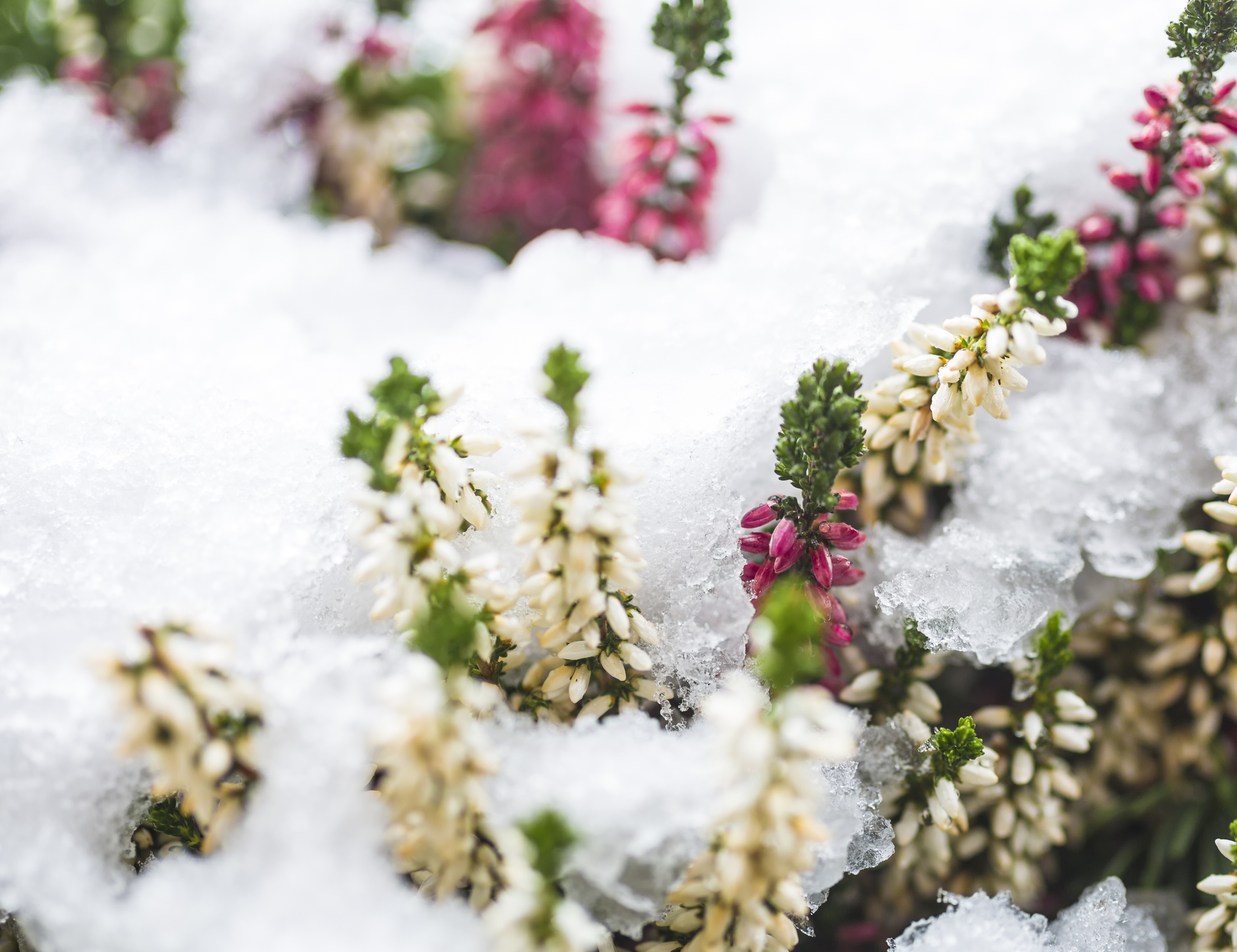 Heidekraut: Heidekraut ist unter Schnee begraben.