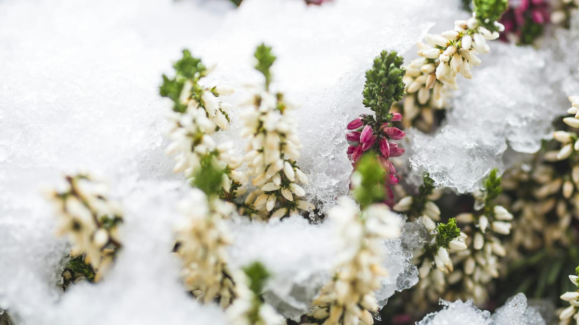 Mit Schnee bedeckte Heidepflanzen im Winter