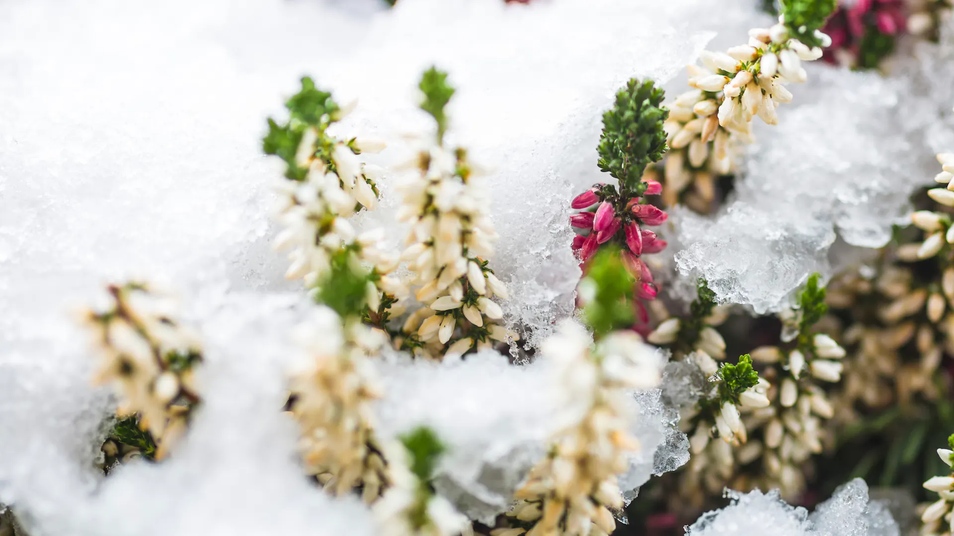 Heidekraut: Heidekraut ist unter Schnee begraben.