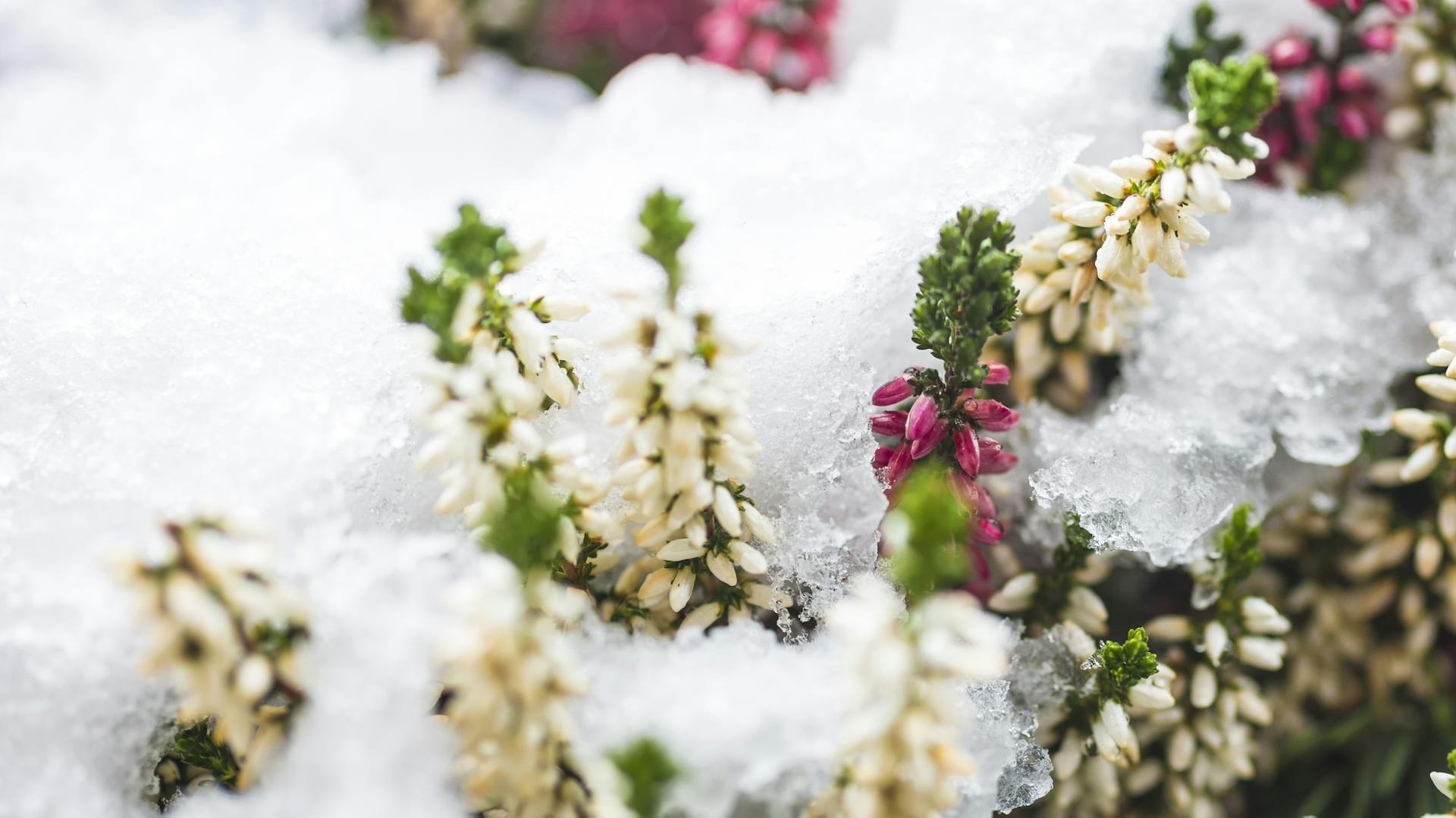 Heidepflanzen mit Schnee bedeckt