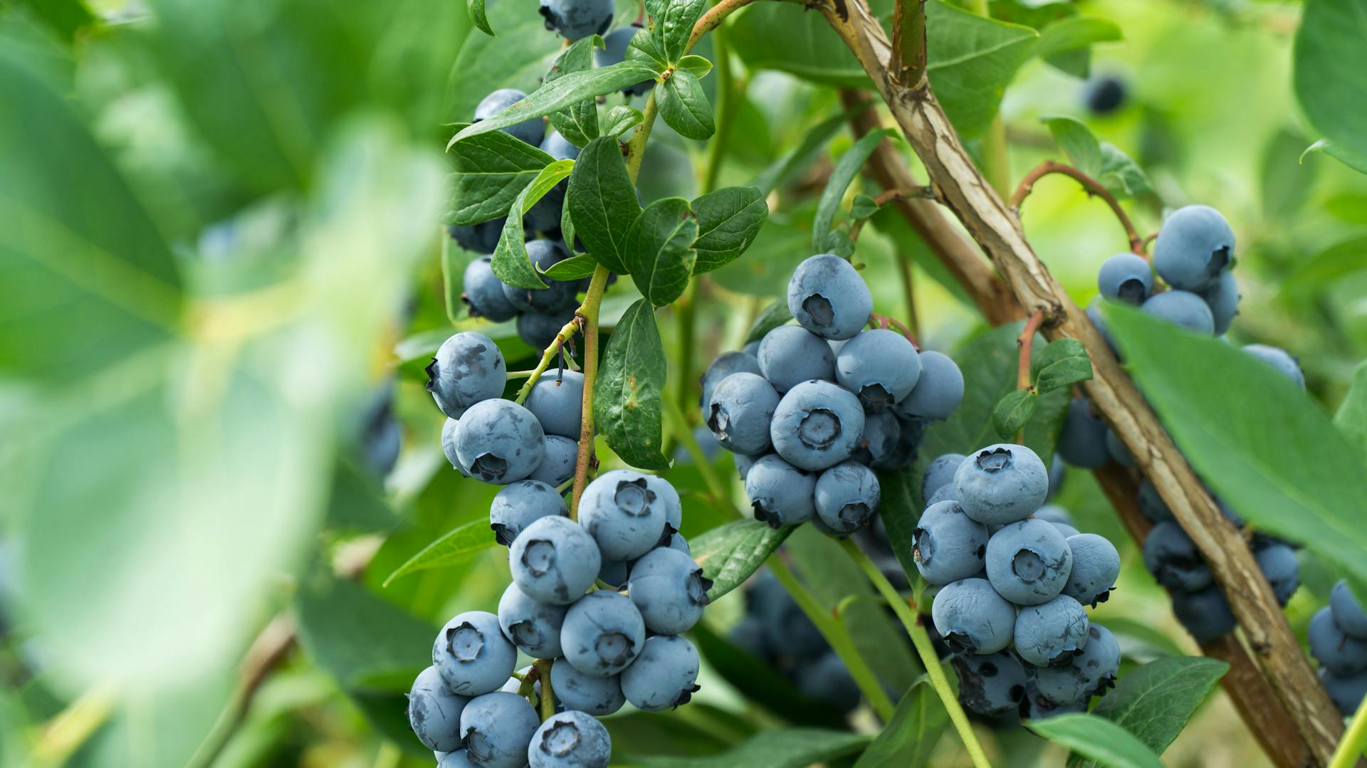 Heidelbeeren am Strauch