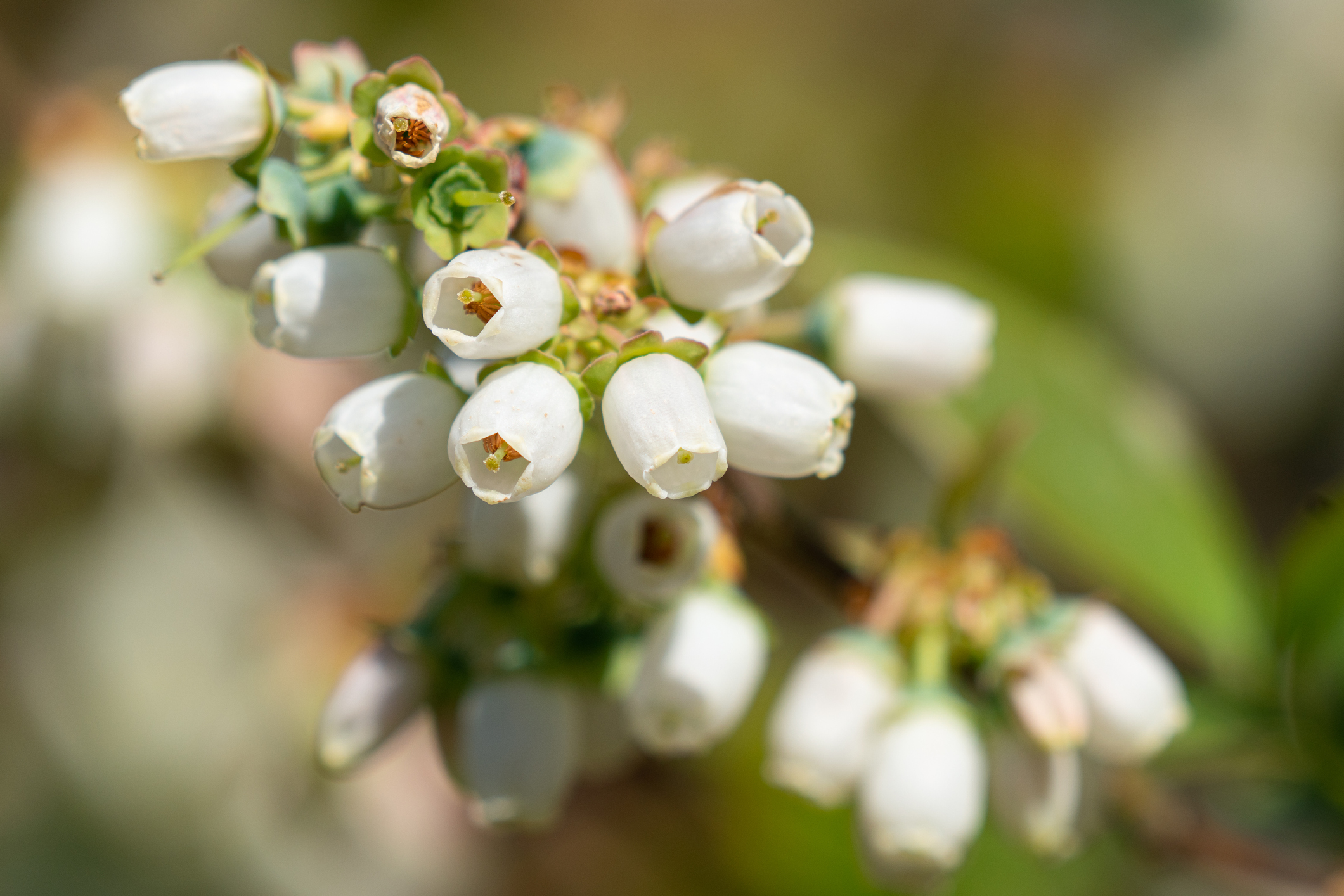 Heidelbeeren Wissenswertes zur Pflanzung & Pflege OBI