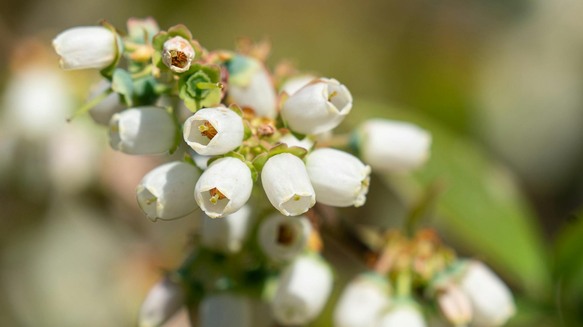 Blüten an der Heidelbeere