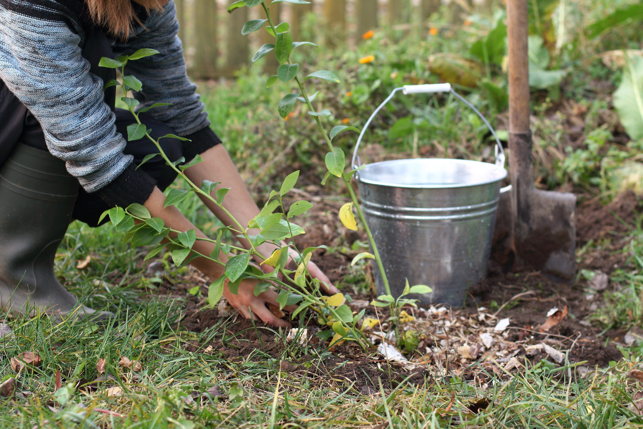 Heidelbeeren Wissenswertes zur Pflanzung & Pflege OBI