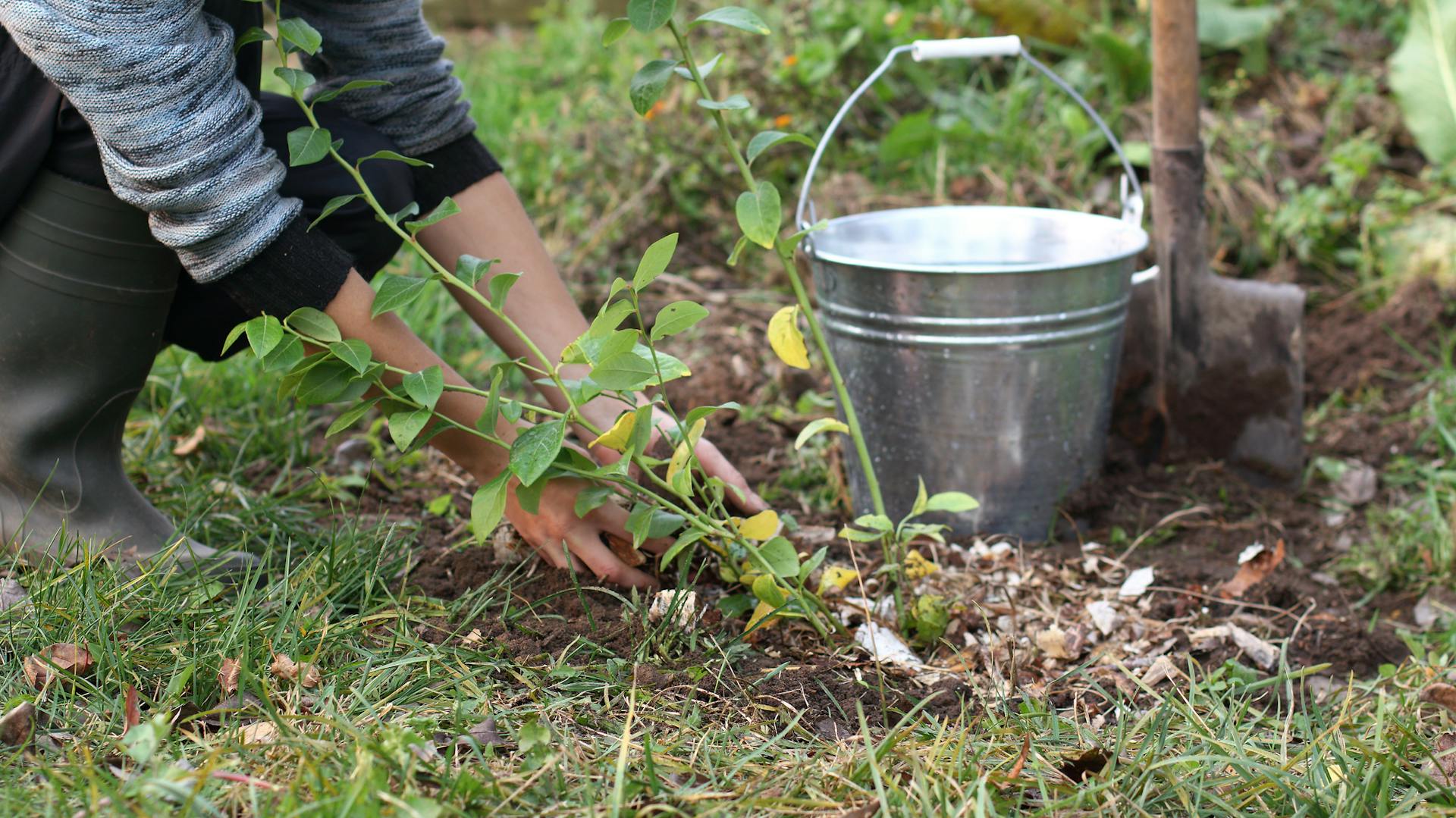 Heidelbeere wird neben einem Eimer in die Erde gepflanzt