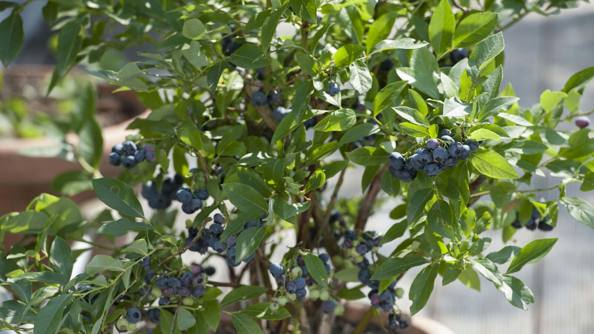 Große Früchte an der Heidelbeere