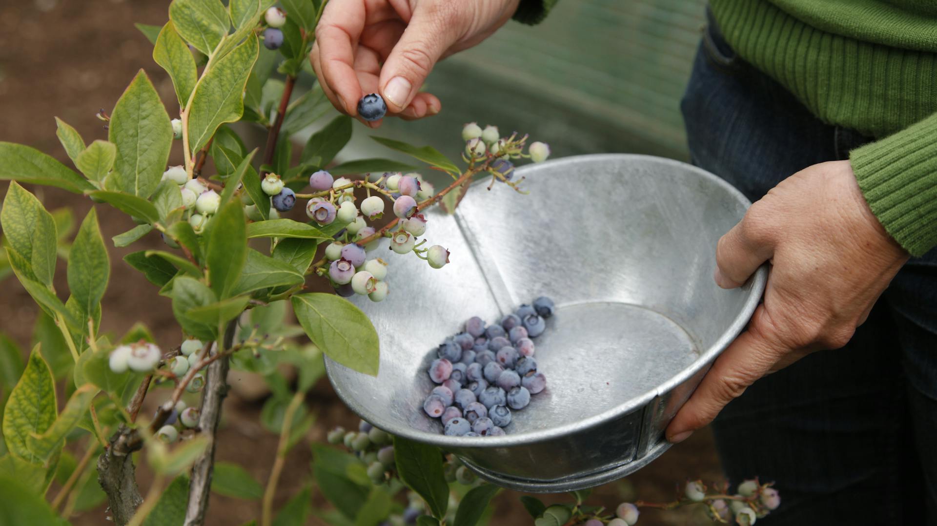 Heidelbeeren werden geerntet