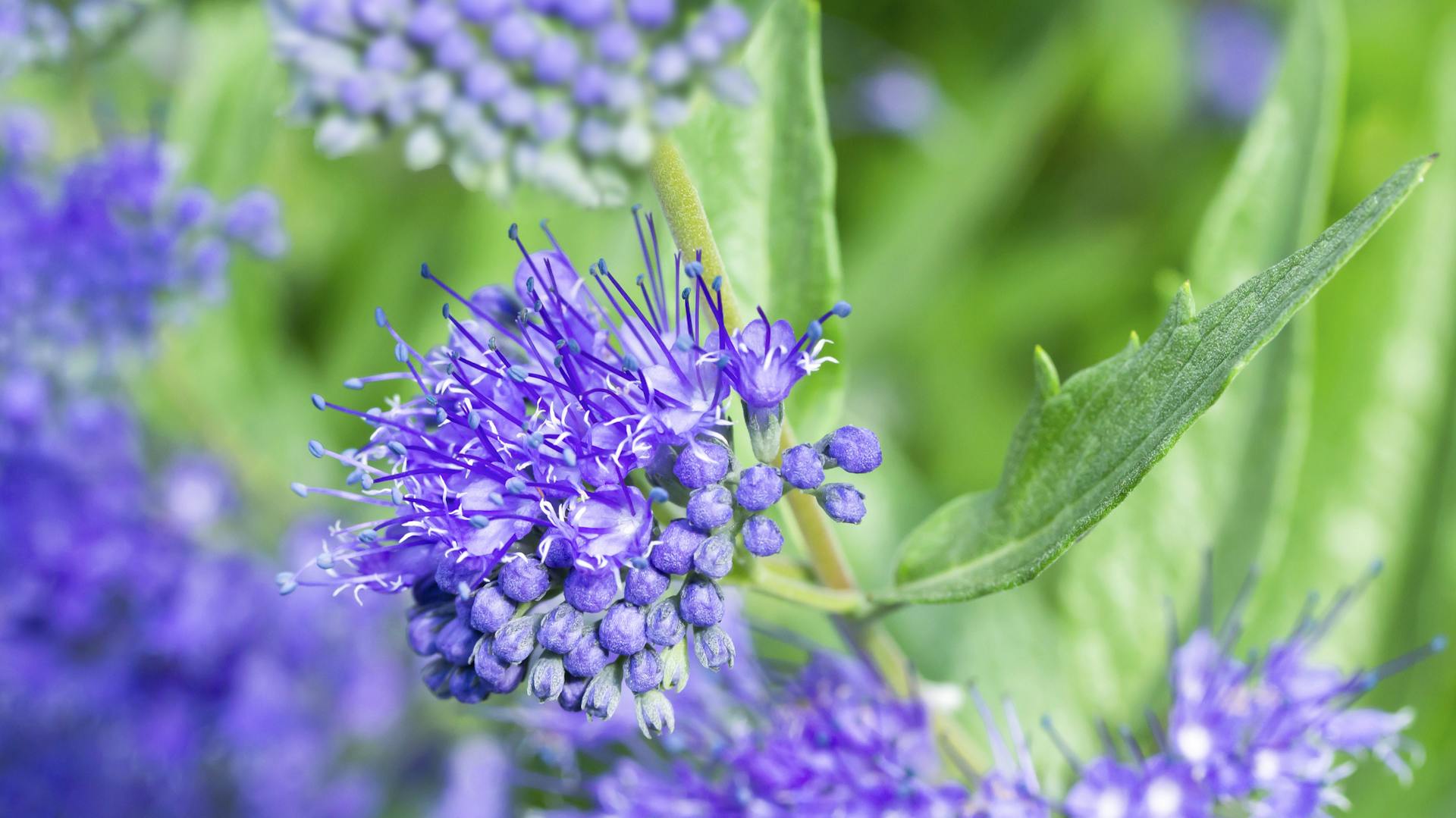 Herbstblüher im Garten
