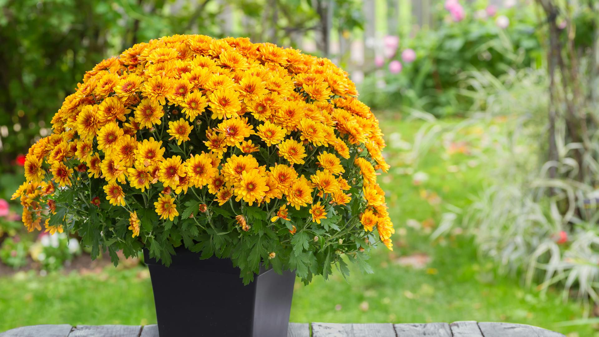 gelbblühende Chrysantheme in schwarzem Topf