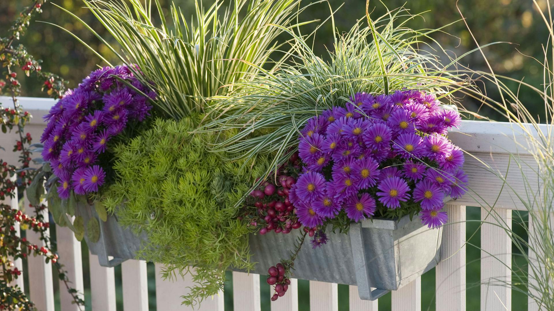Aster viola con piante erbacee in una fioriera.