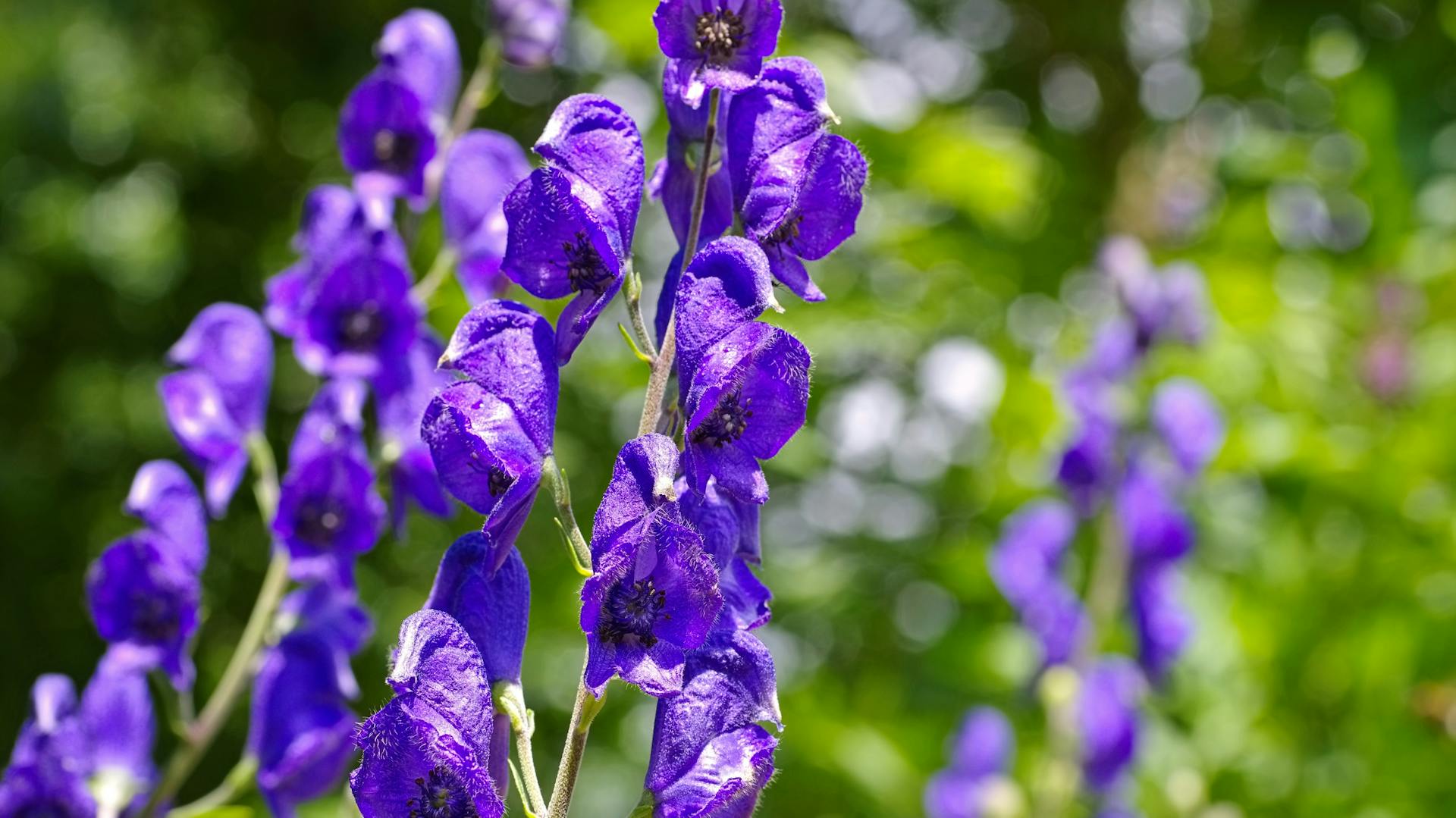 Aconito come fiore d’autunno
