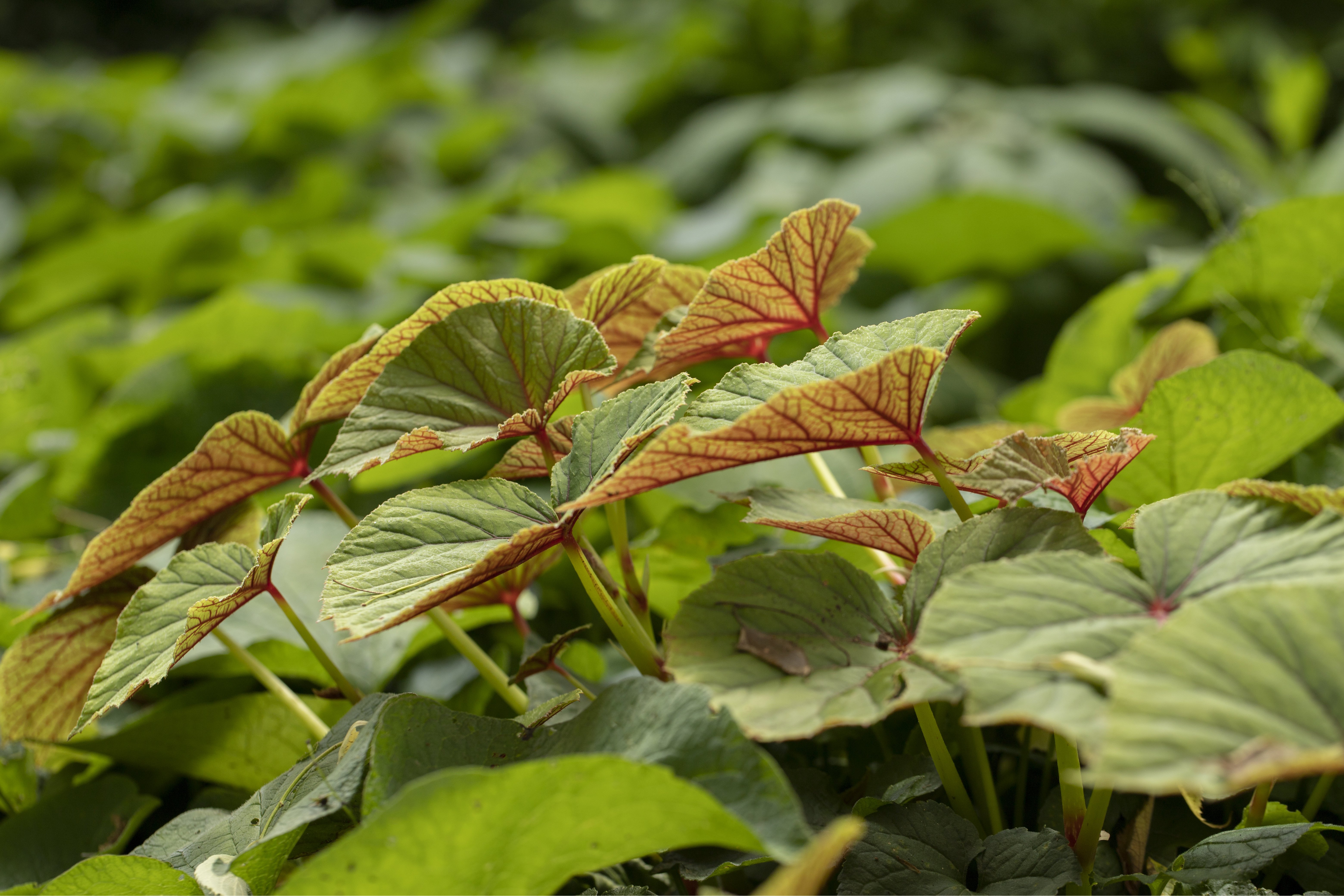 Herbstblüher 11 Blumen für Garten und Balkon OBI