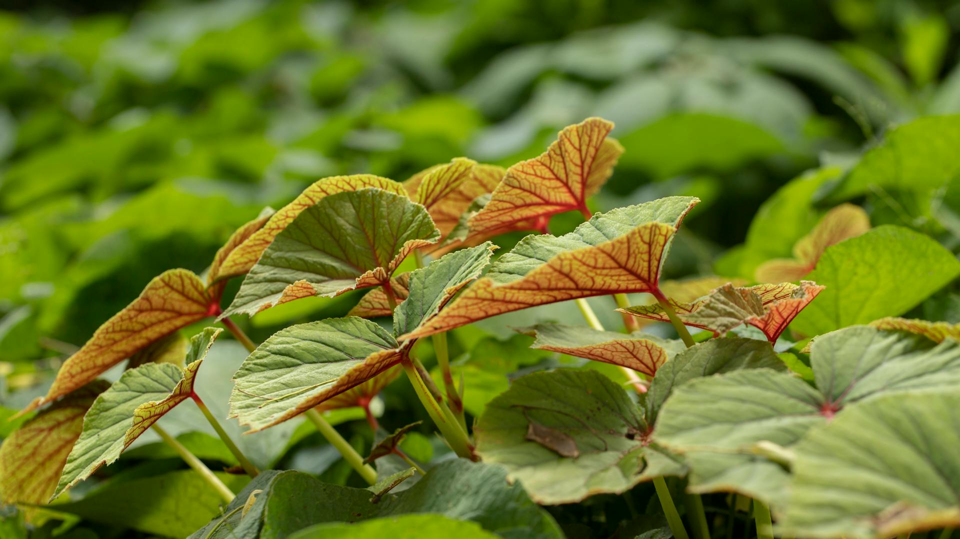 Begonia grandis in giardino