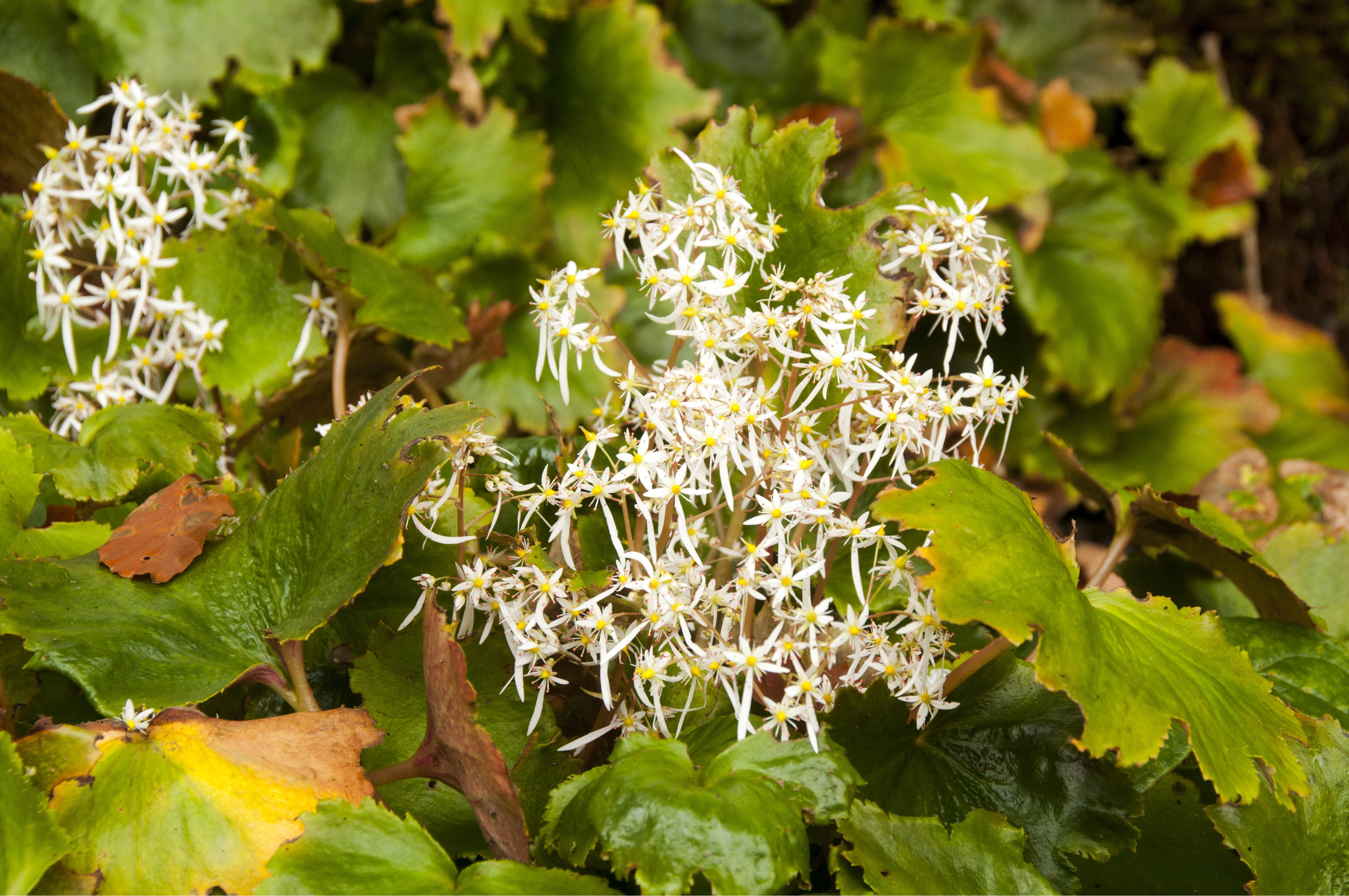 Herbstblüher 11 Blumen für Garten und Balkon OBI