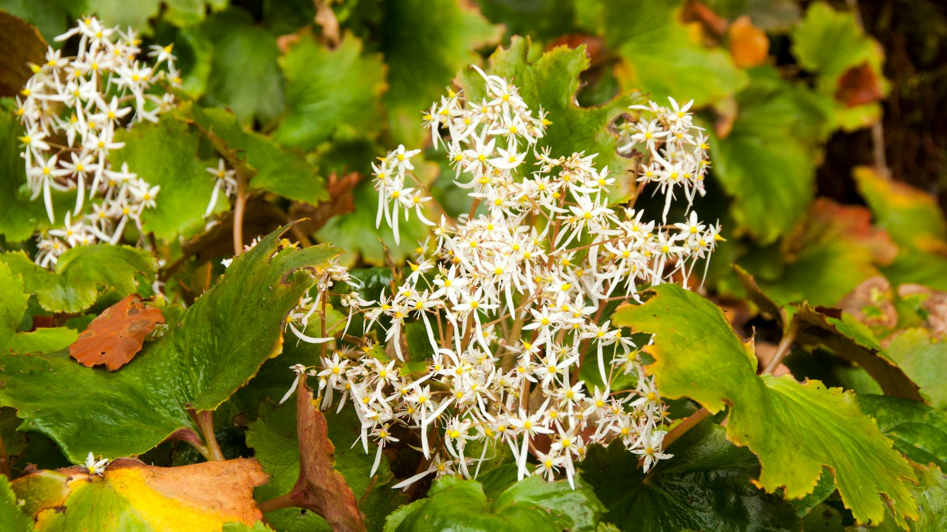 Fiori bianchi su una sassifraga autunnale