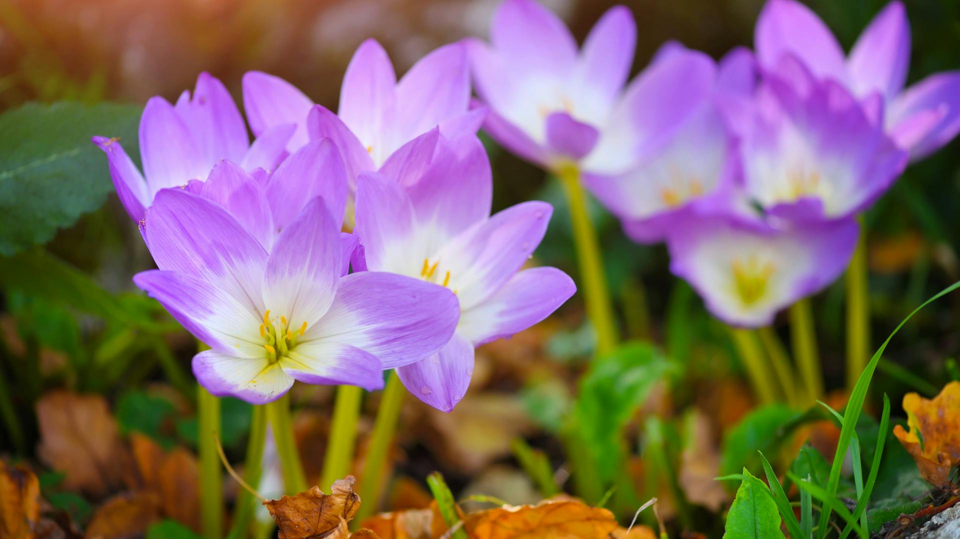 Herbstzeitlose im Beet