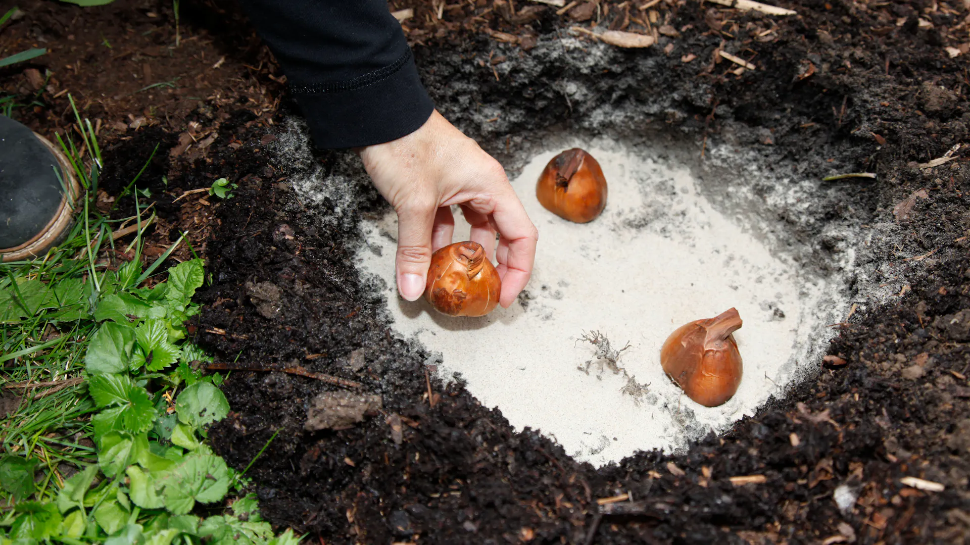 Drei Knollen der Herbstzeitlose werden in ein Erdloch mit Sand gepflanzt