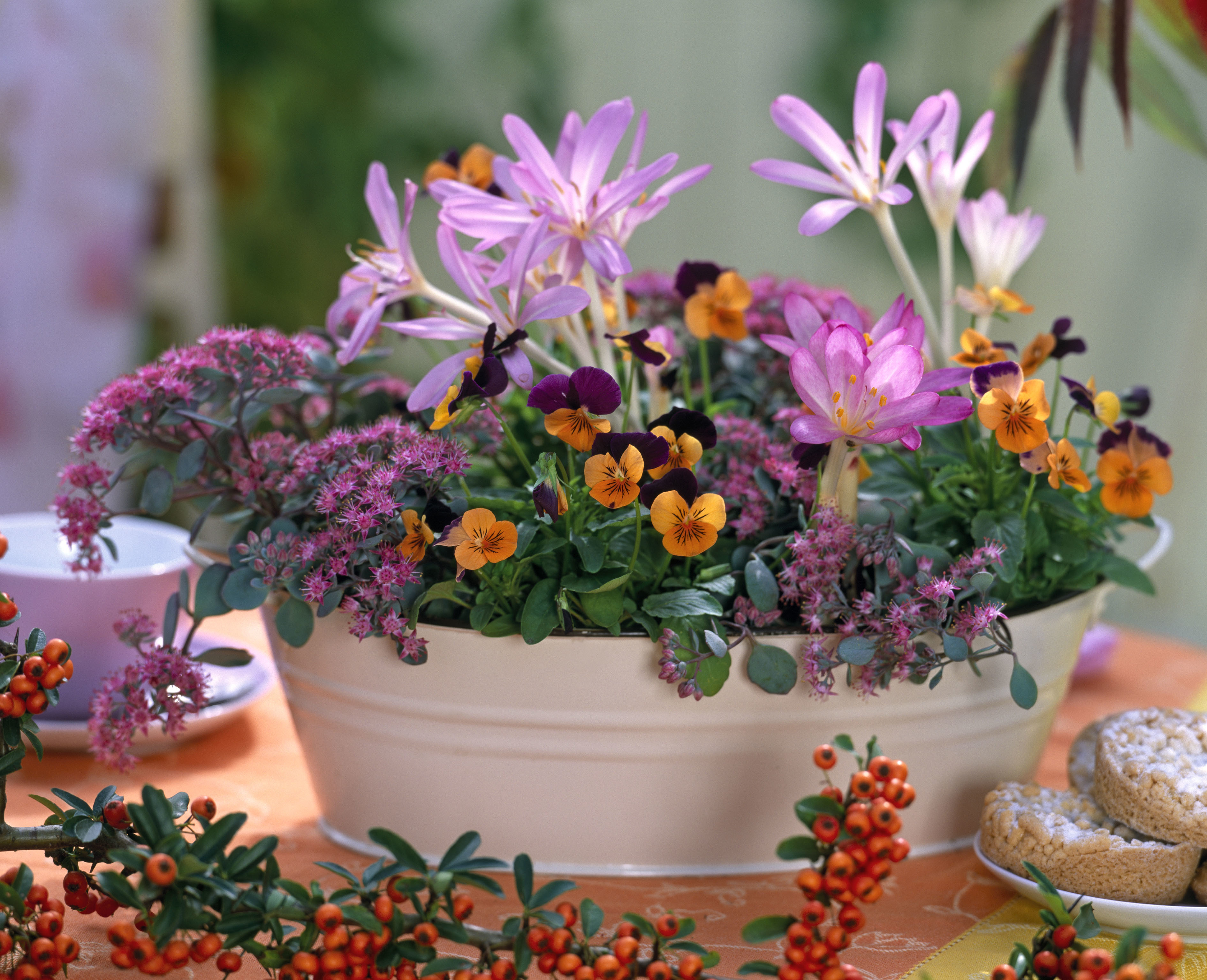 Herbstzeitlose im Topf mit weiteren bunten Blumen.