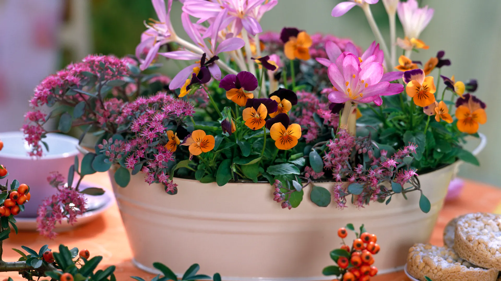 Herbstzeitlose im Topf mit weiteren bunten Blumen.