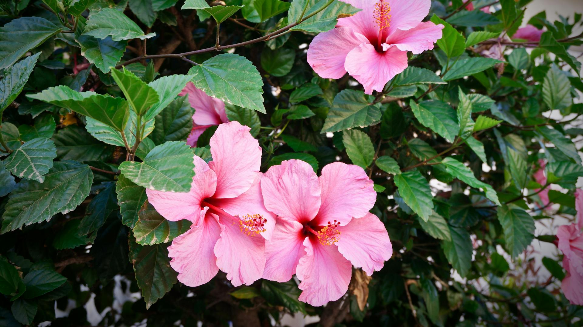Rosa blühender Hibiskus im Garten