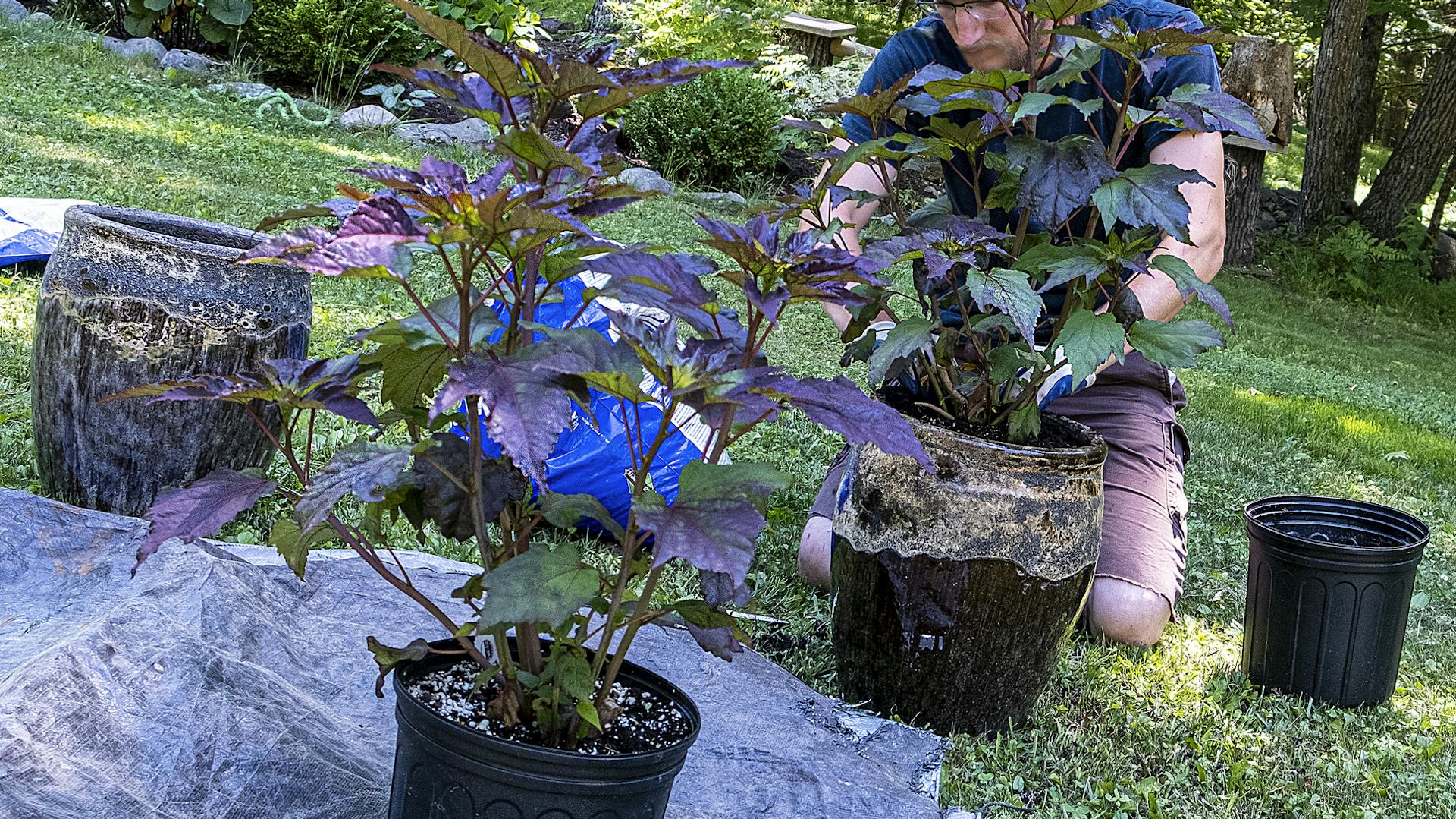 Hibiskus wird im Garten in einen Topf gepflanzt