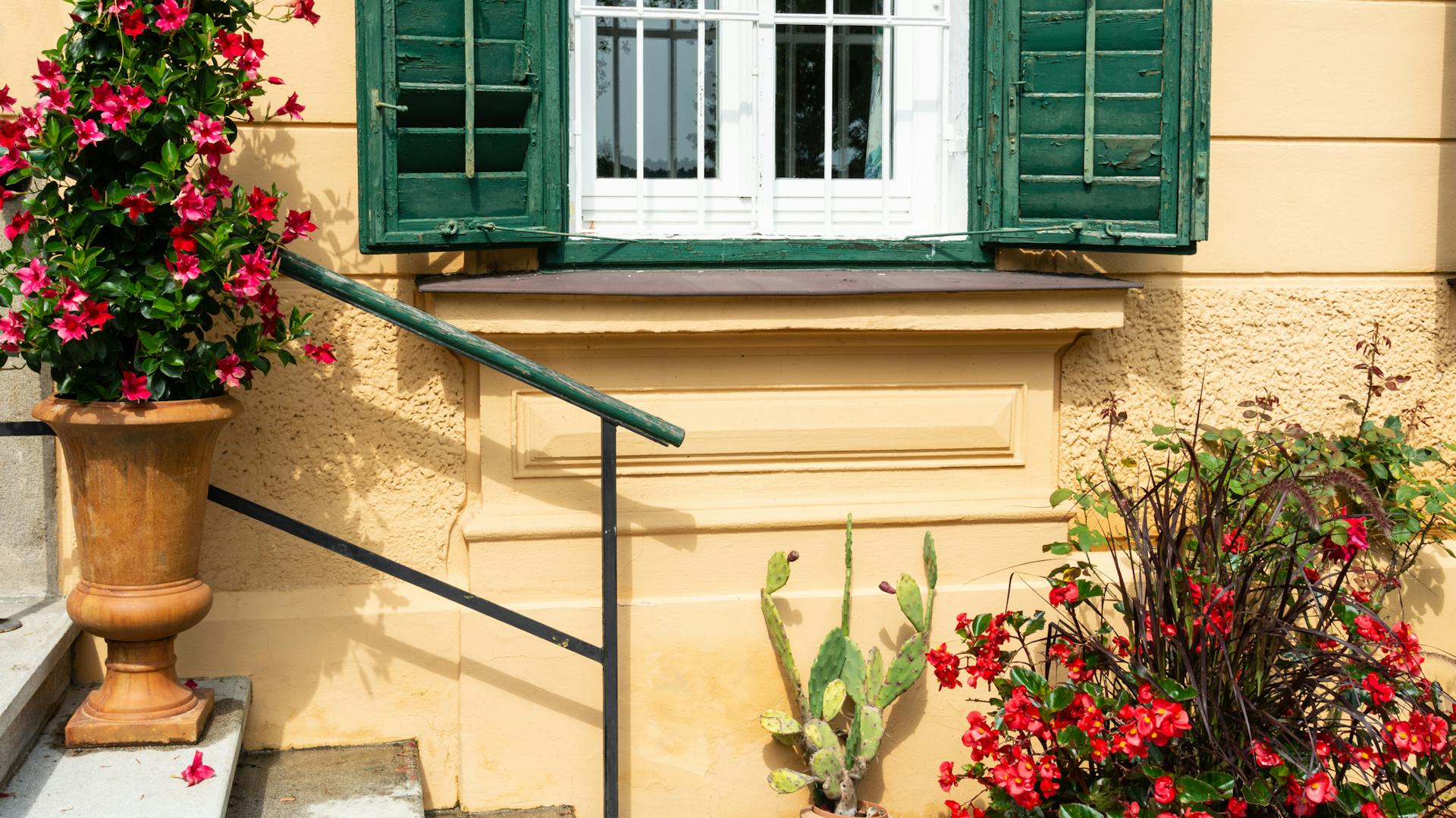 Blühender Hibiskus im Topf vor einem Haus