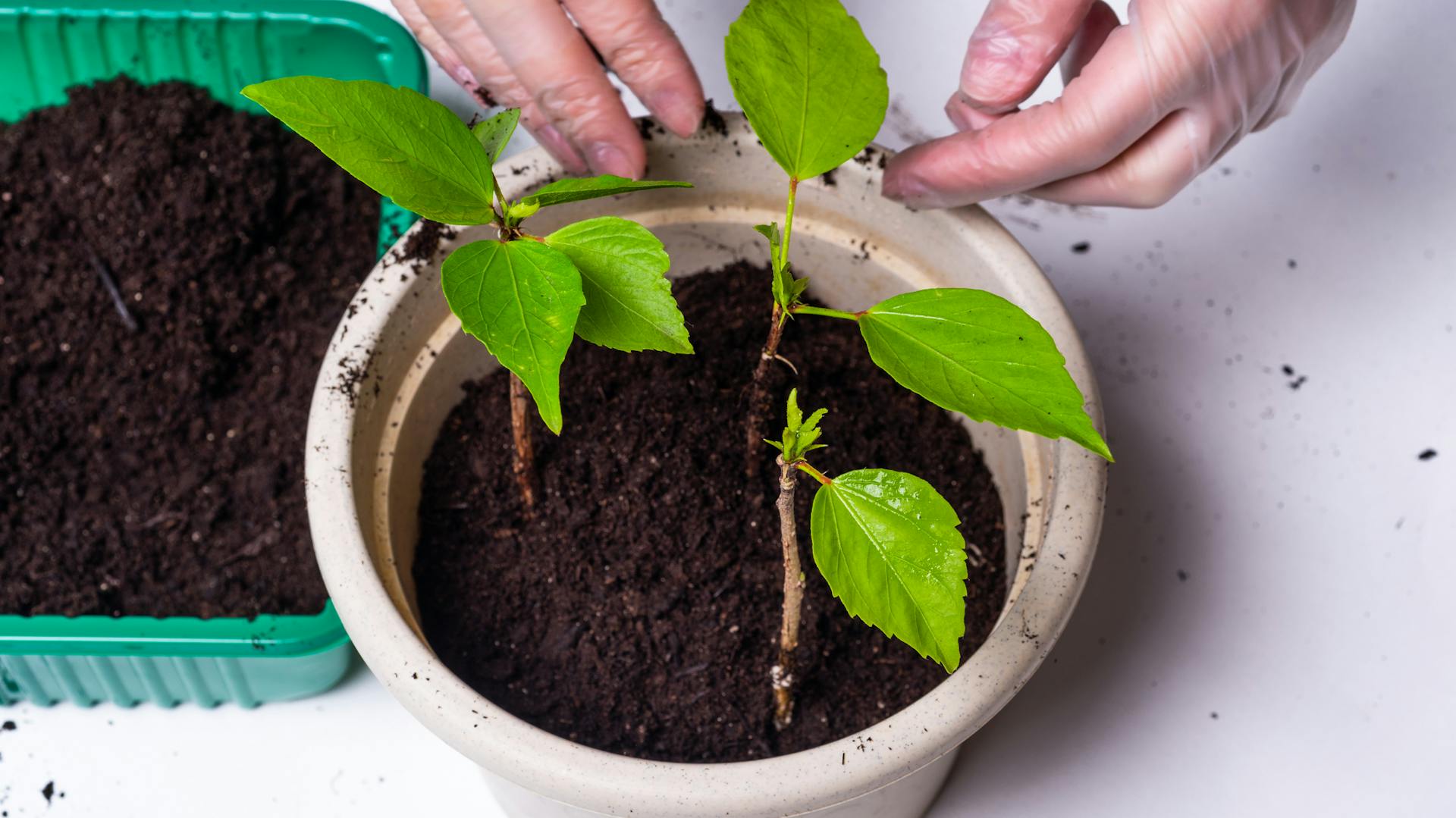 Hibiskus-Stecklinge in einem Topf mit Pflanzerde