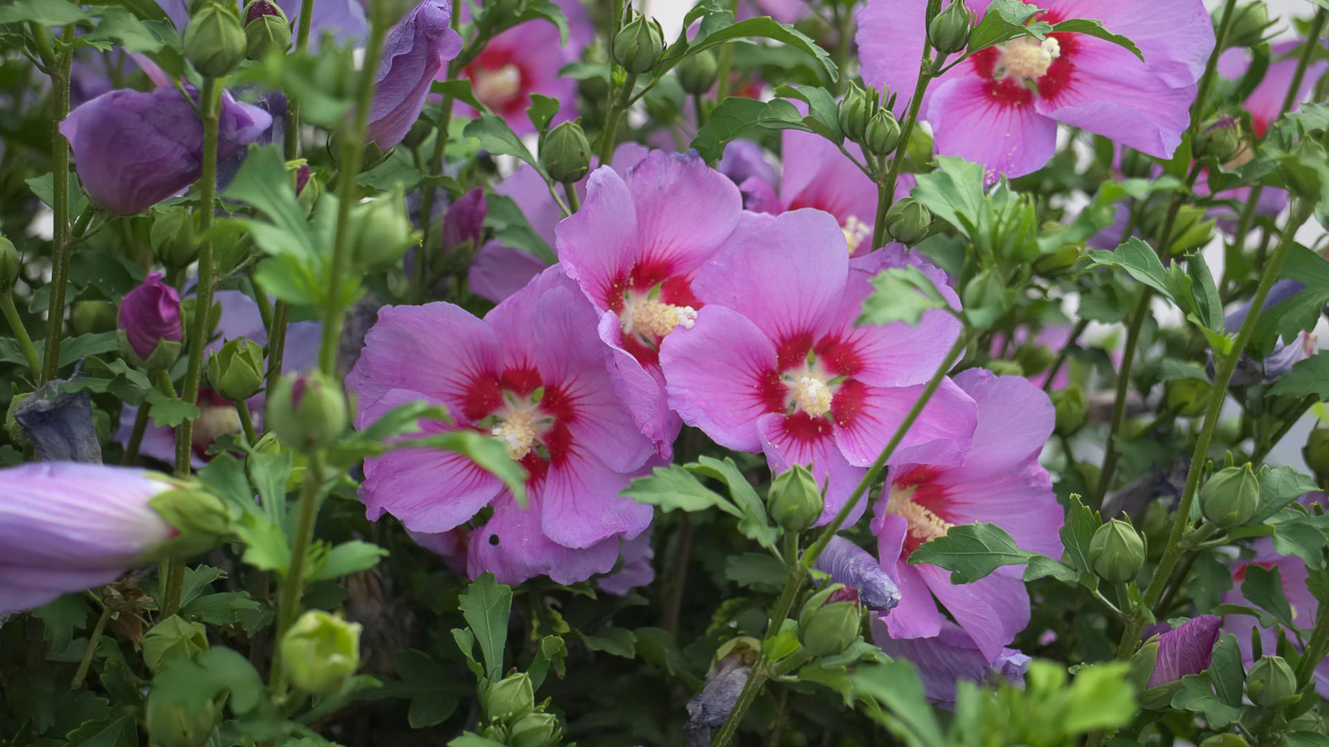 Pinke Hibiskusblüten zwischen Knospen.