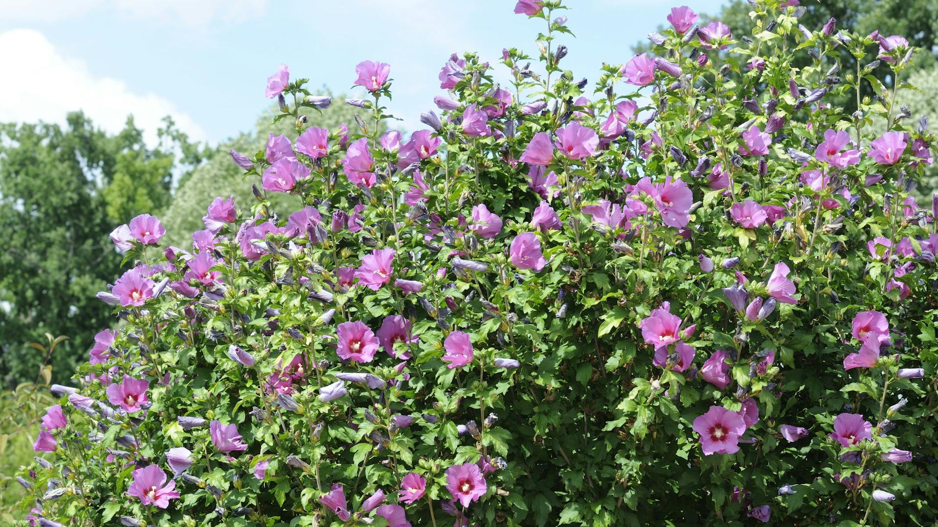 Hibiskusstrauch mit vielen rosafarbenen Blüten im Sonnenlicht.