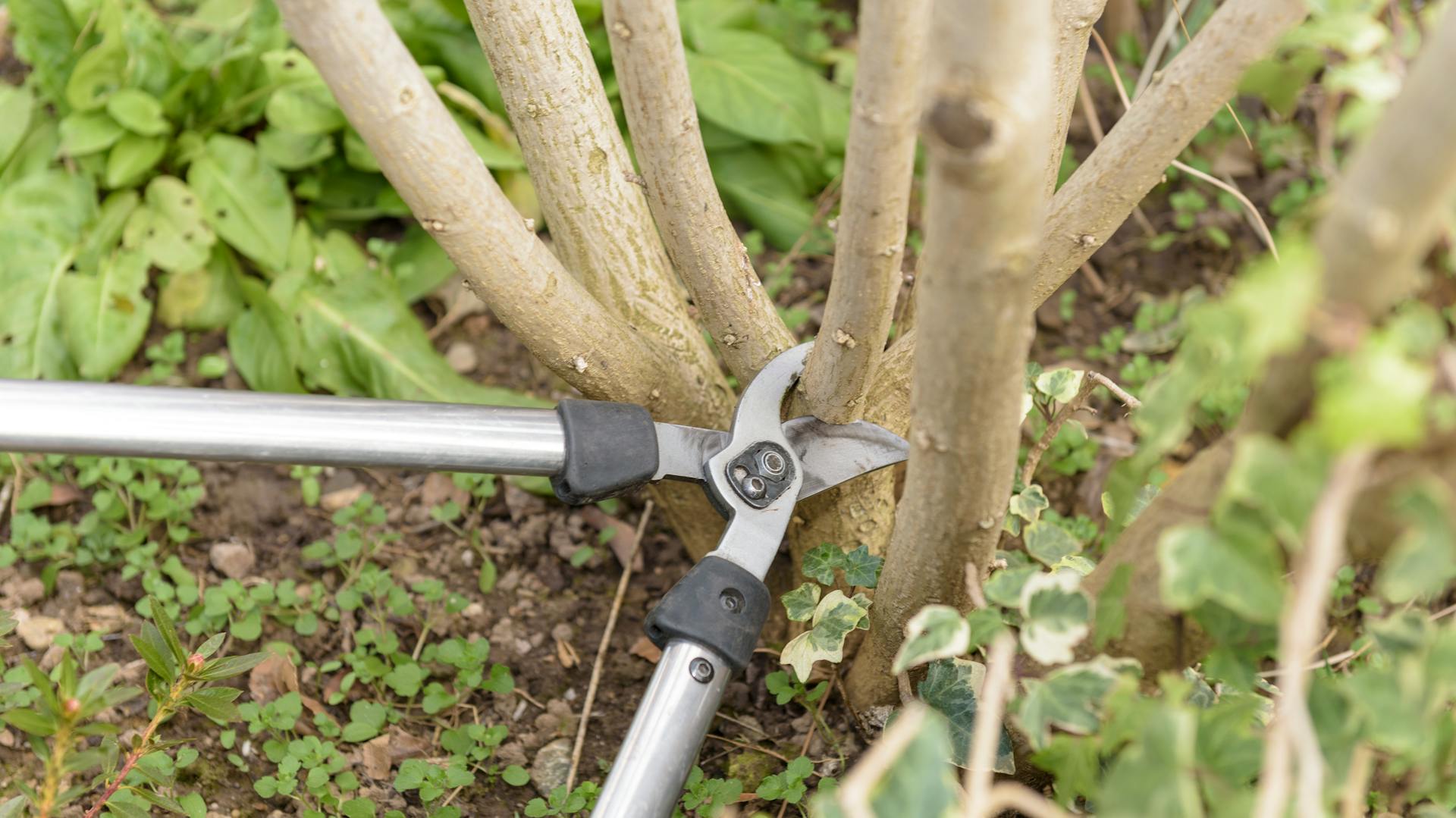 Die Basis eines kleinen Baumes wird mit einer Baumschere gestutzt.