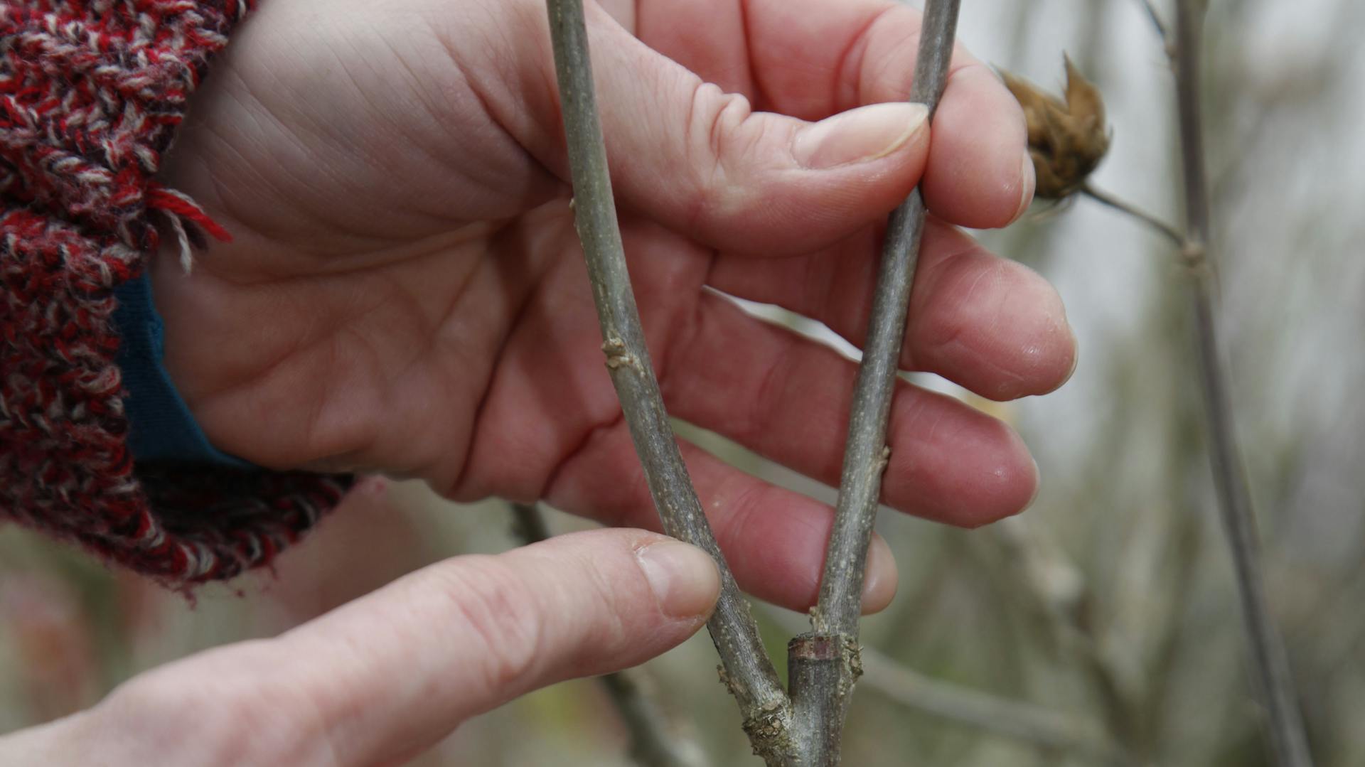 Finger deutet auf die Gabelung eines Zweigs.