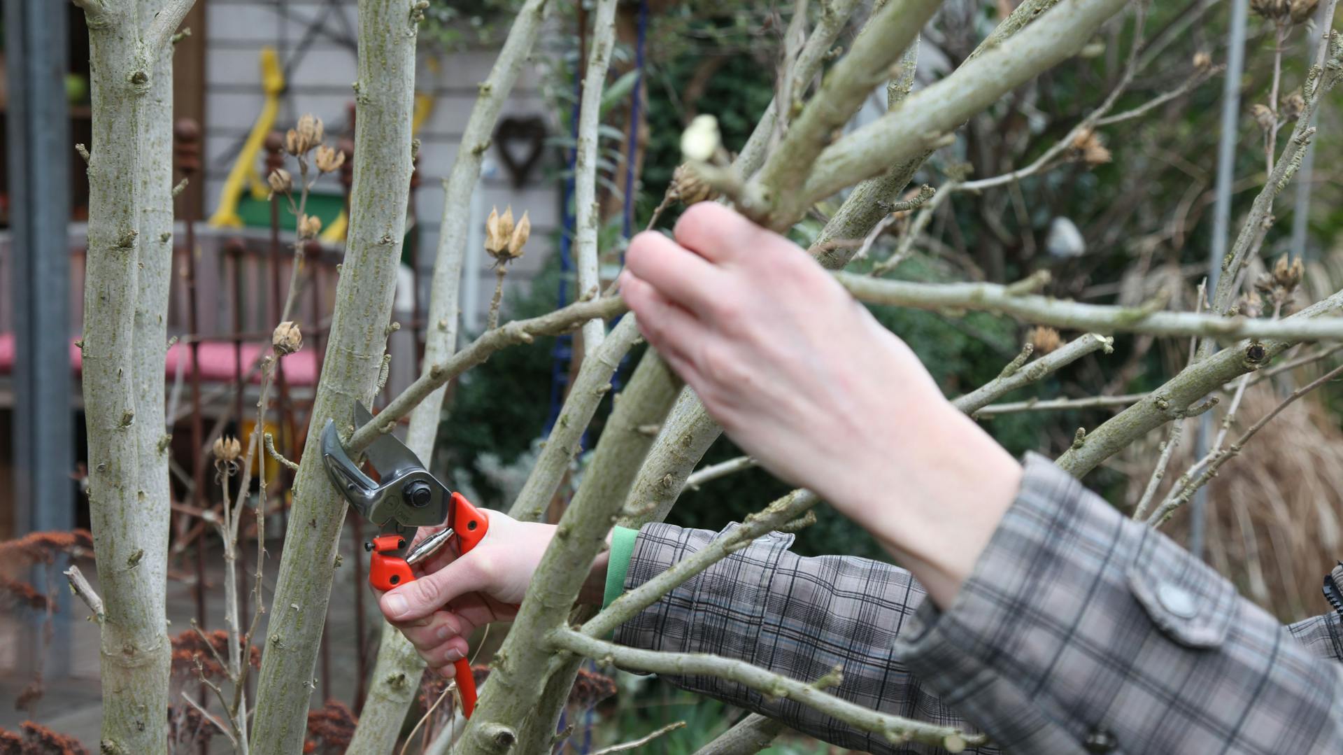 Nebentrieb eines kahlen Hibiskus wird mit einer Gartenschere entfernt.