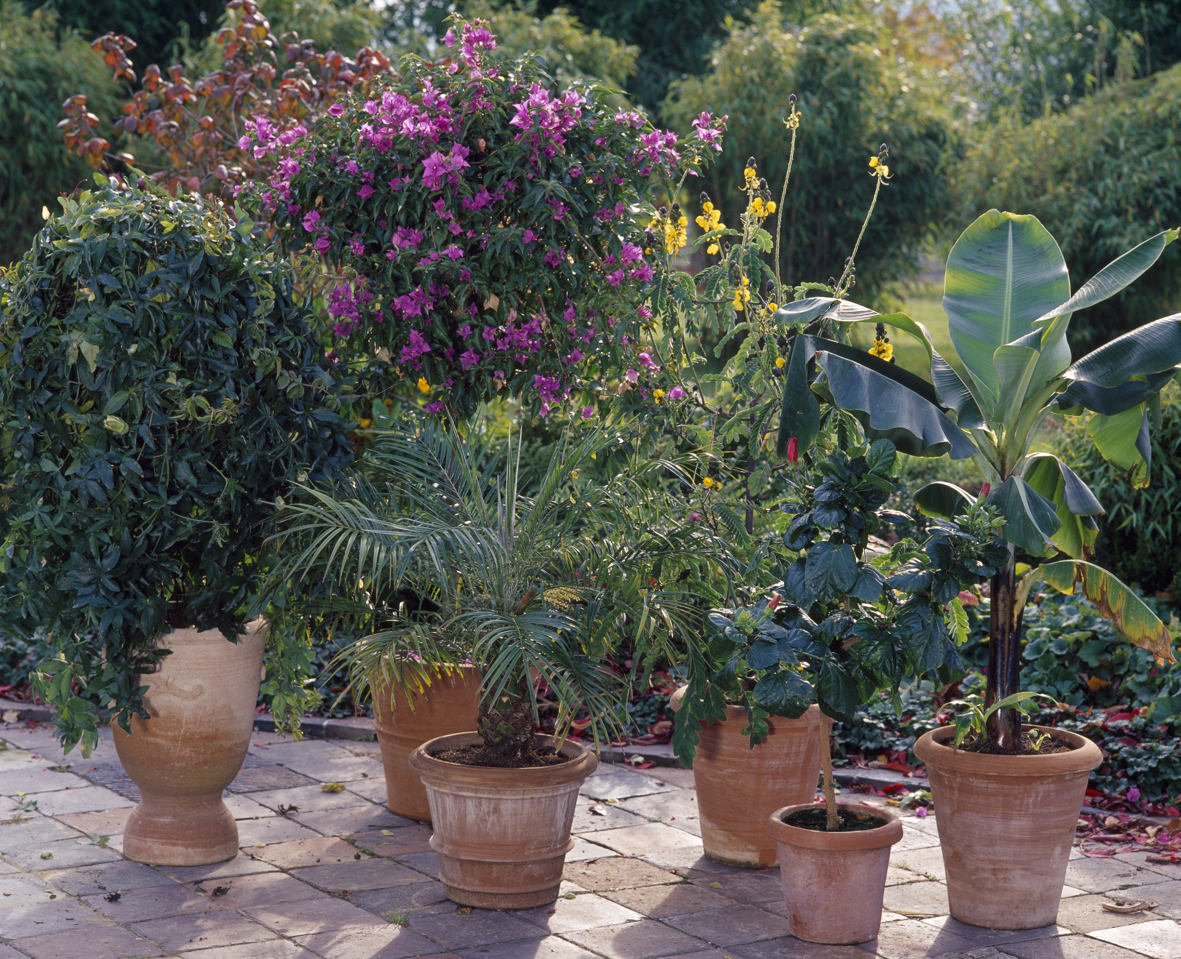 Hibiskus schneiden für eine üppige Blütenpracht OBI
