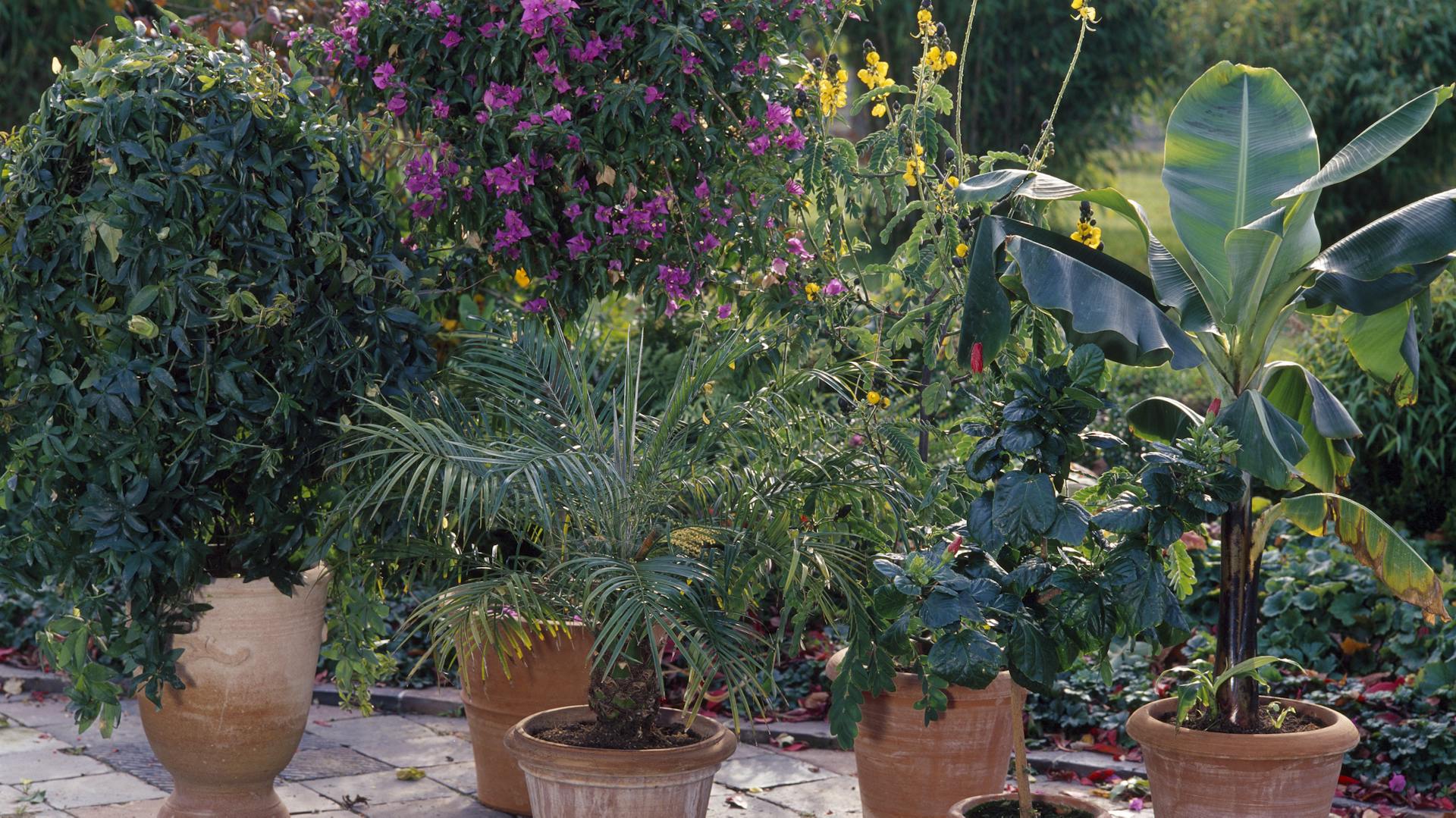 Hibiskus als Hochstämmchen in Terrakotta-Pflanztöpfen.