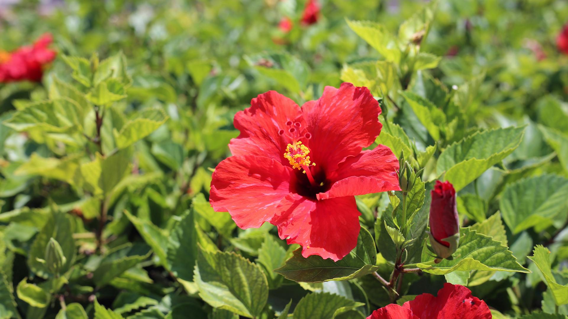 Rot blühender Hibiskus