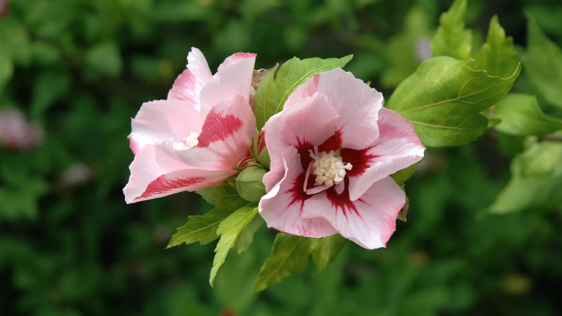 Rosafarbene Hibiskusblüten