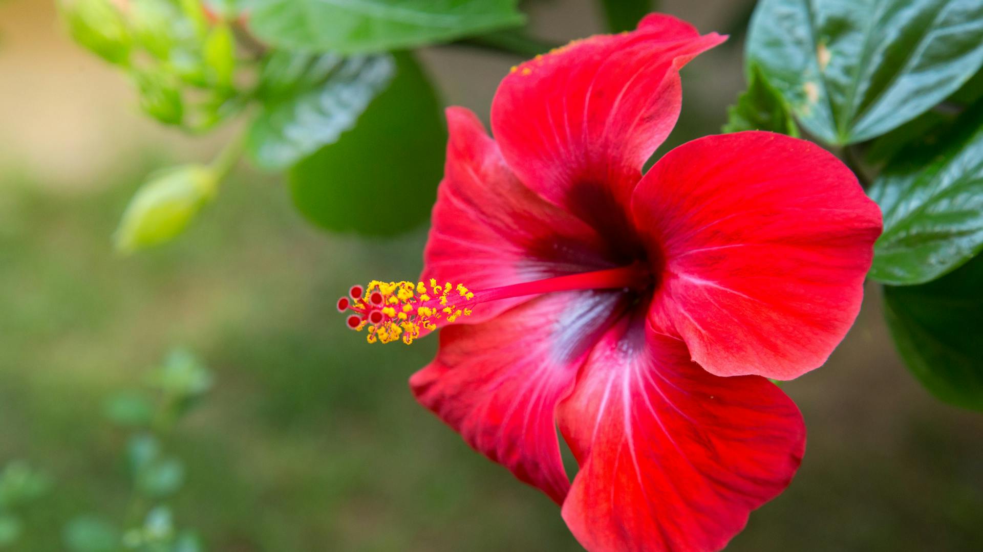 Nahaufnahme eines rot blühenden Hibiskus.
