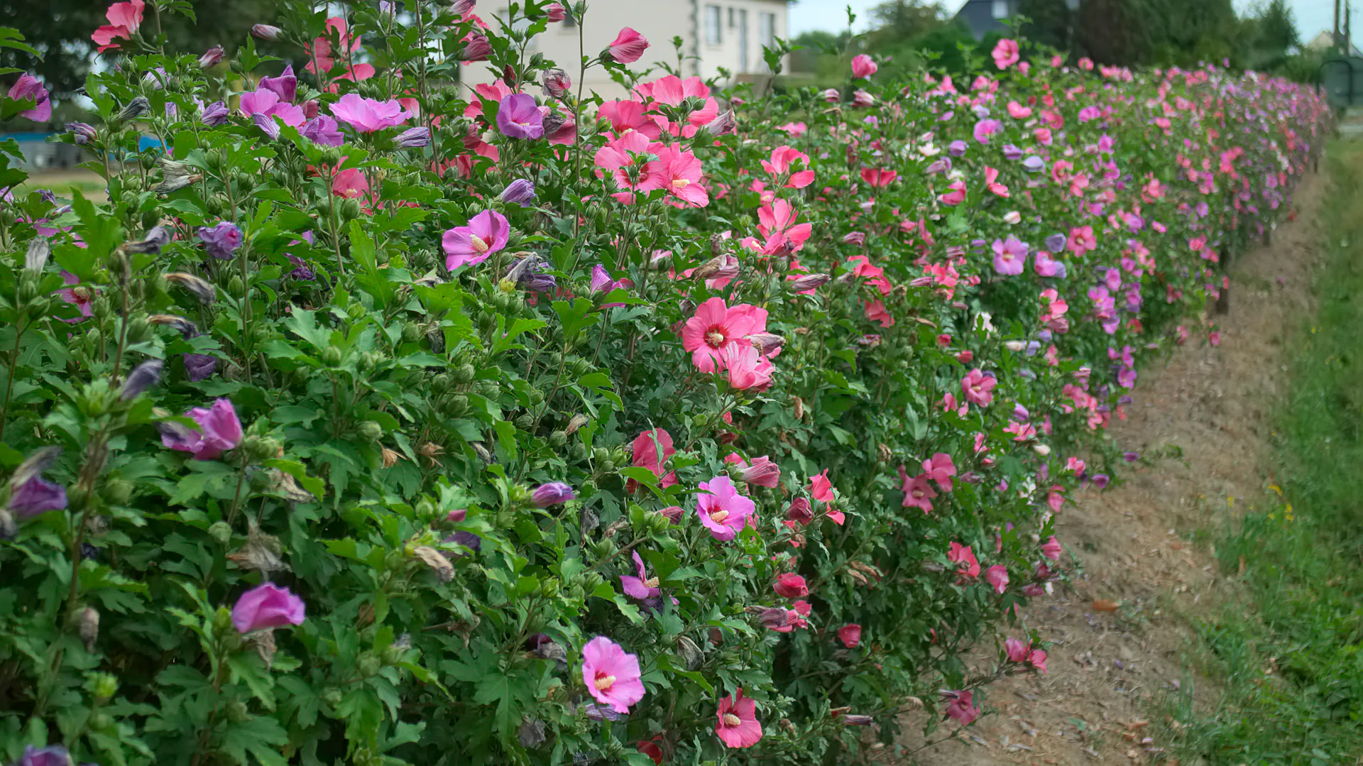 Eine Hibiskushecke blüht im Garten.
