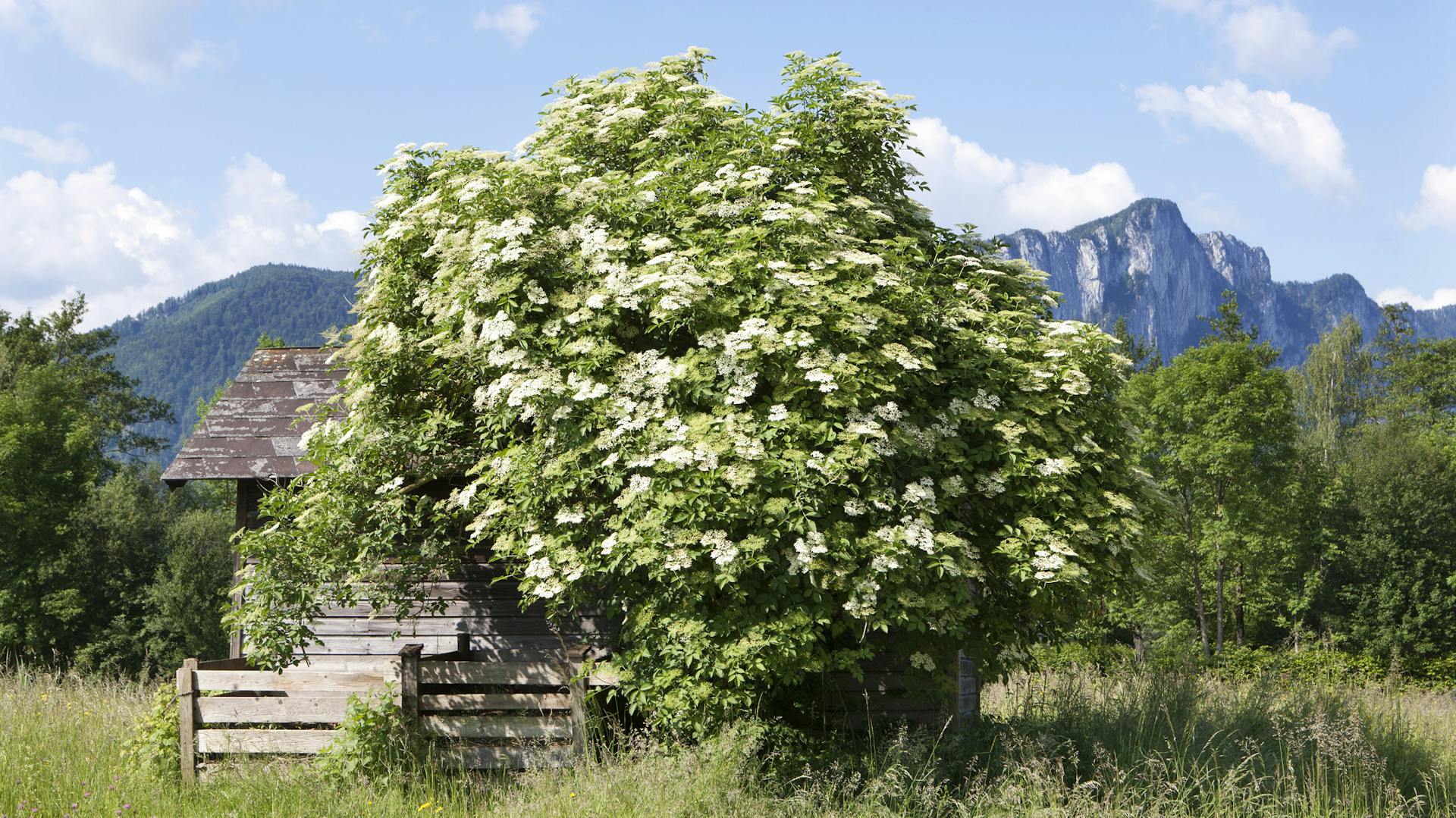 Ein blühender Holunderstrauch im Salzkammergut