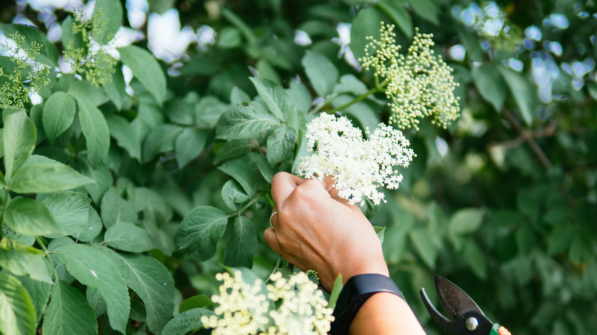 Eine Hand schneidet Holunderblüten ab.