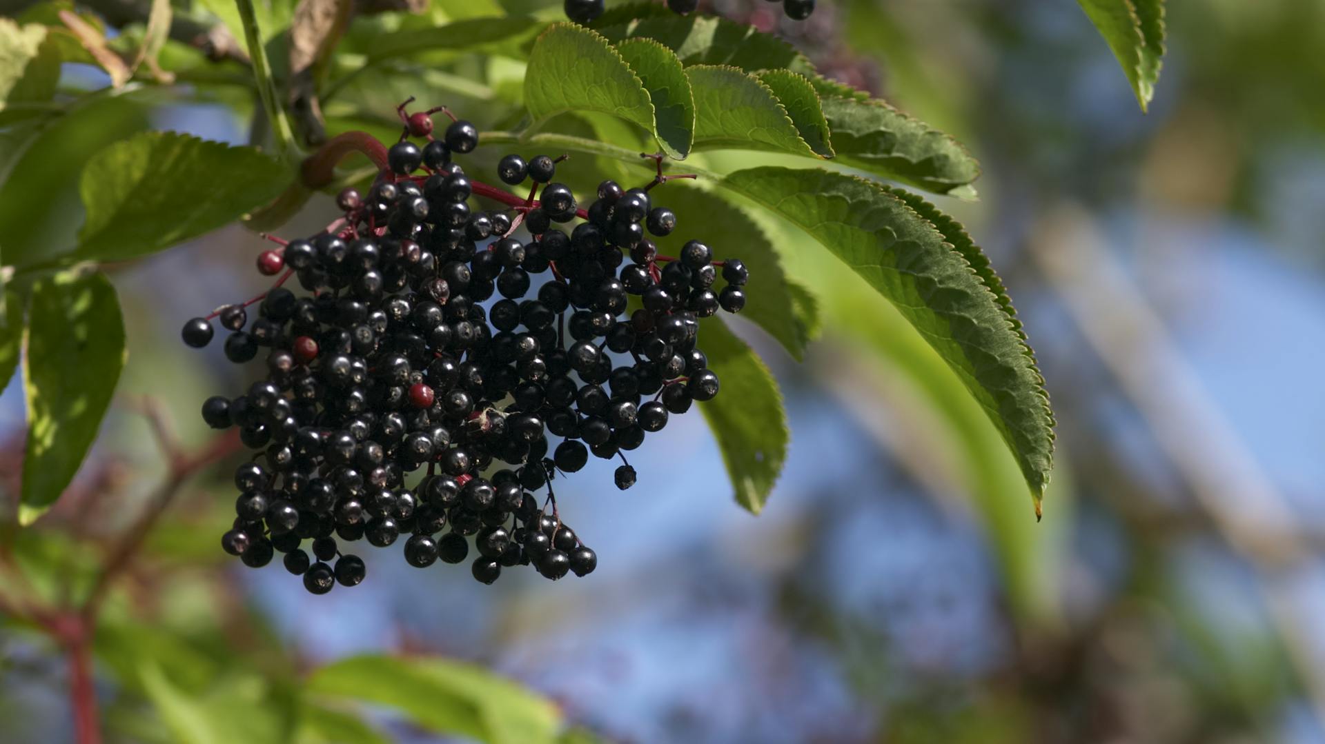 Reife Holunderbeeren hängen am Strauch.