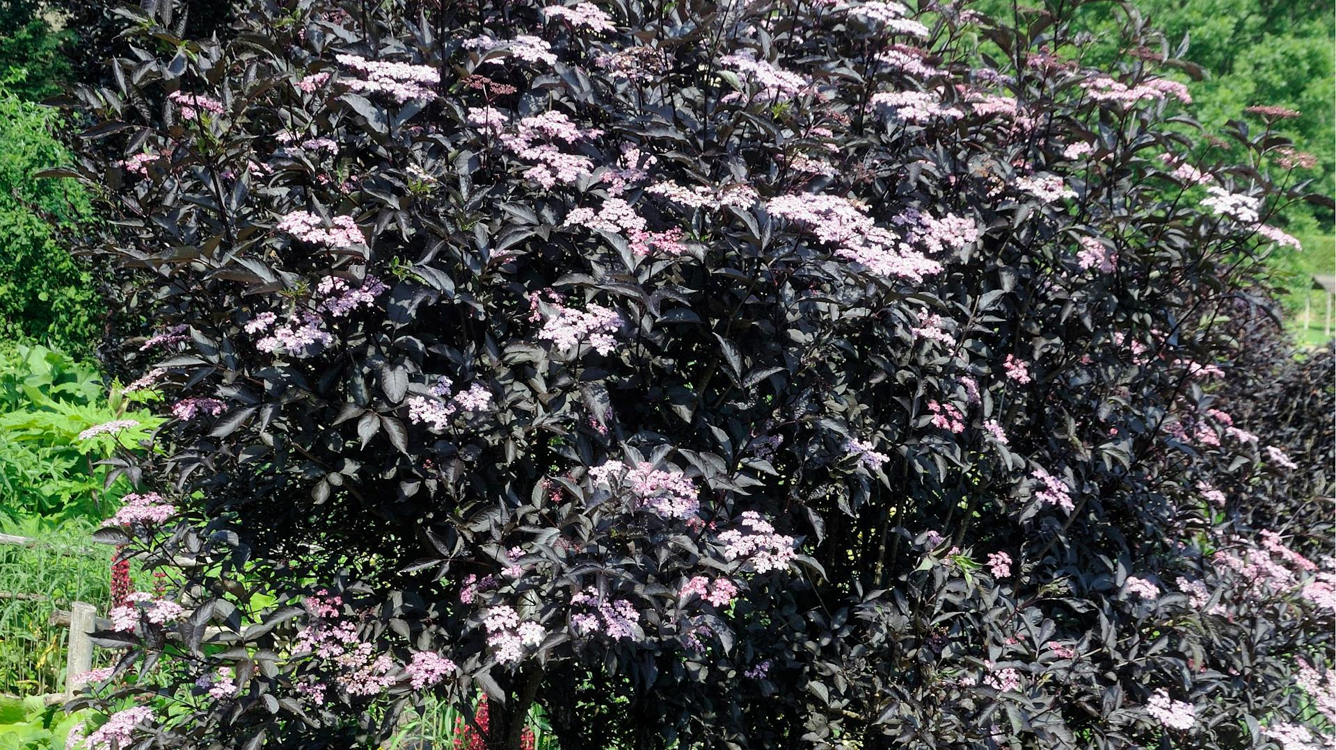 Ein Sambucus Nigra Holunderstrauch mit dunklen Blättern.