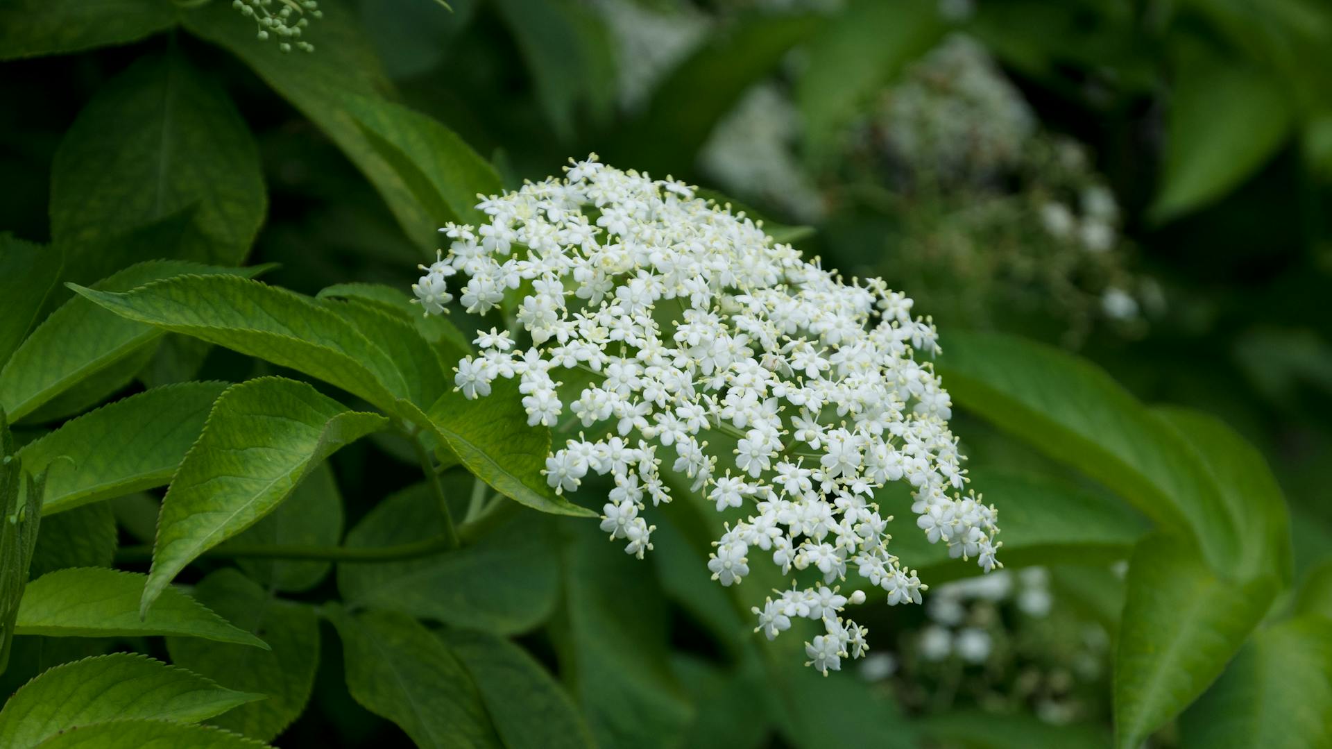 Der Holunder blüht mit weißen Blüten.