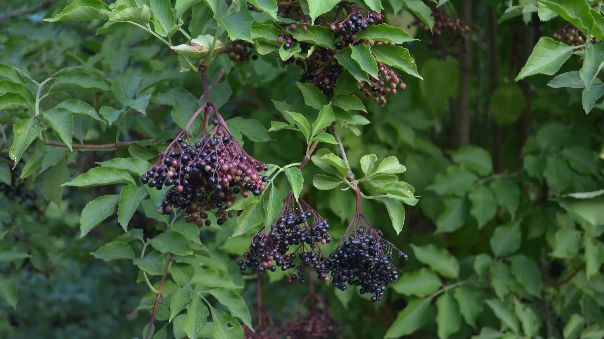 Schwarze Beeren wachsen am Holunder