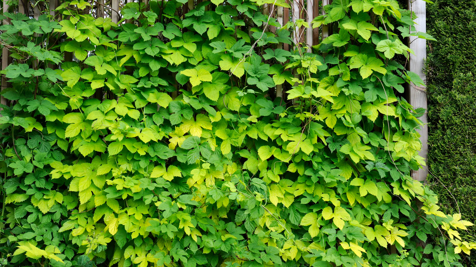 Hopfen pflanzen und pflegen: Tipps und Ratschläge | OBI