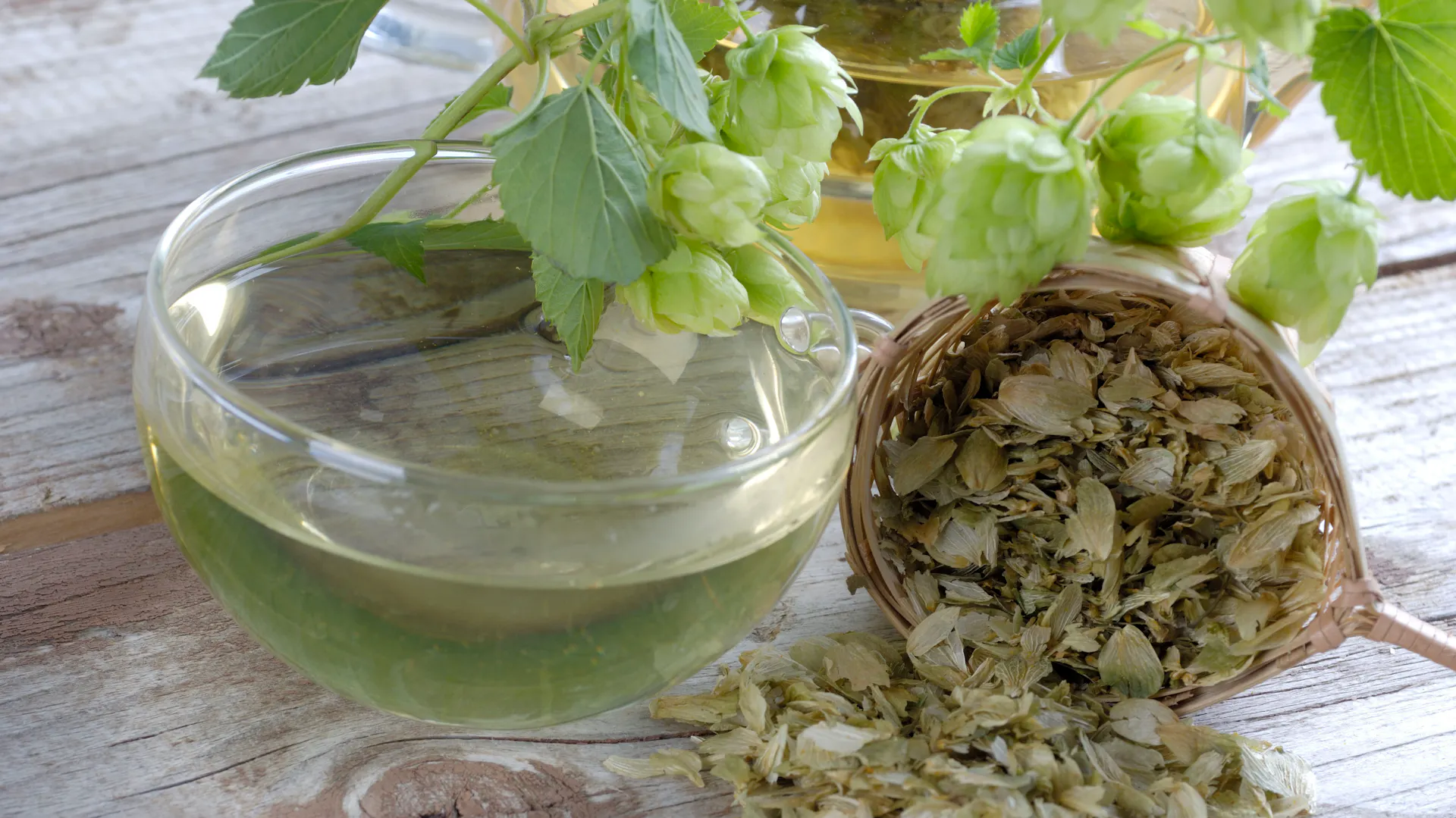 Getrockneter Hopfen liegt neben einer Tasse Tee.