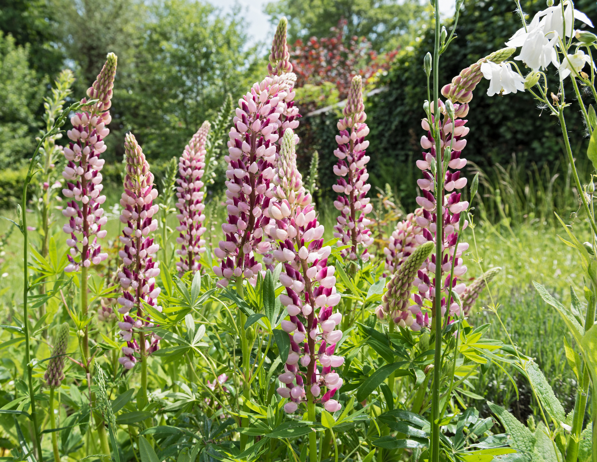 Fialové lupiny na lúke.