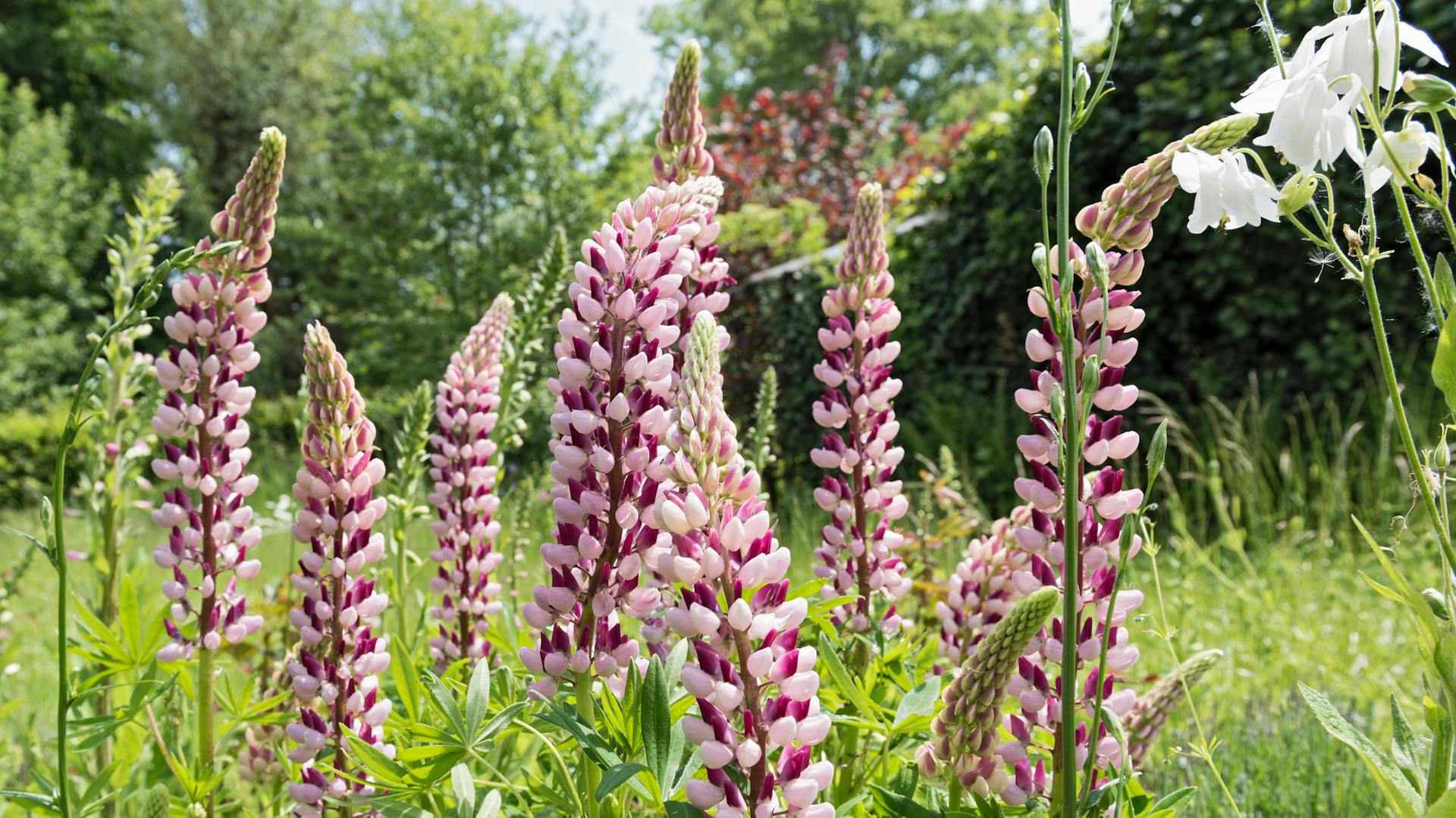 Fialové lupiny na lúke.