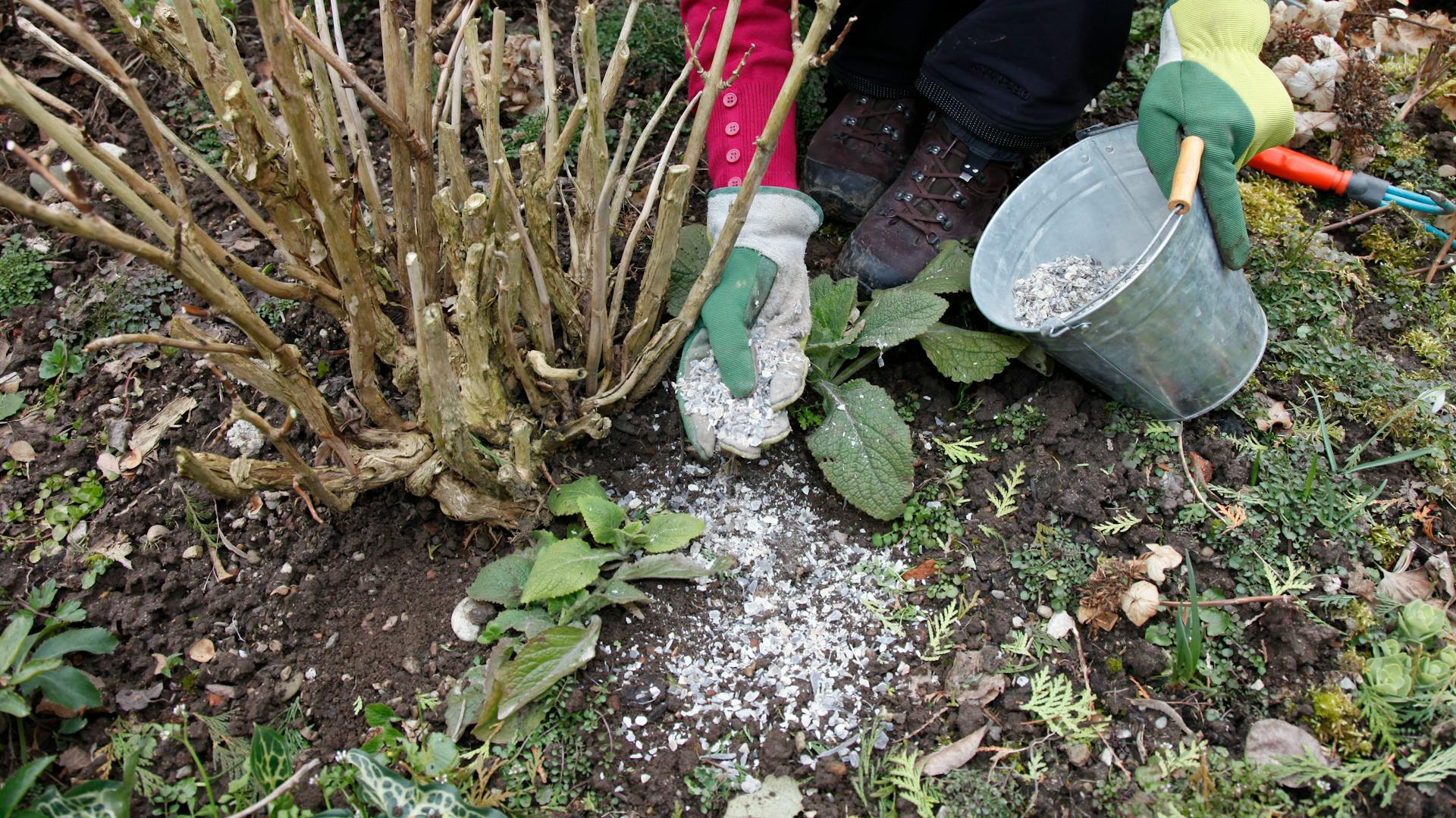 Z kovového vedra sa pri kríku rozdeľujú drevené hobliny.